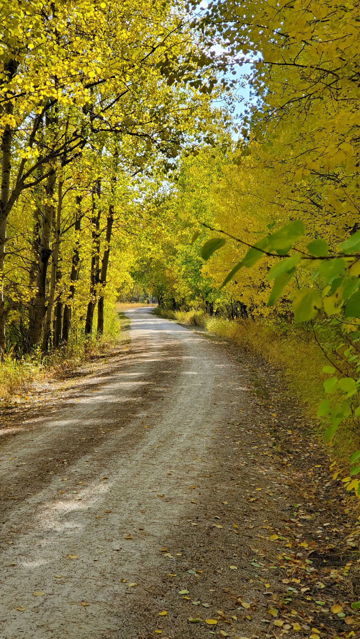 Community photo entitled A profusion of yellow greets you on a fall bicycle ride by Jim Livingston on 10/08/2024 at Mickelson Trail,  South Dakota