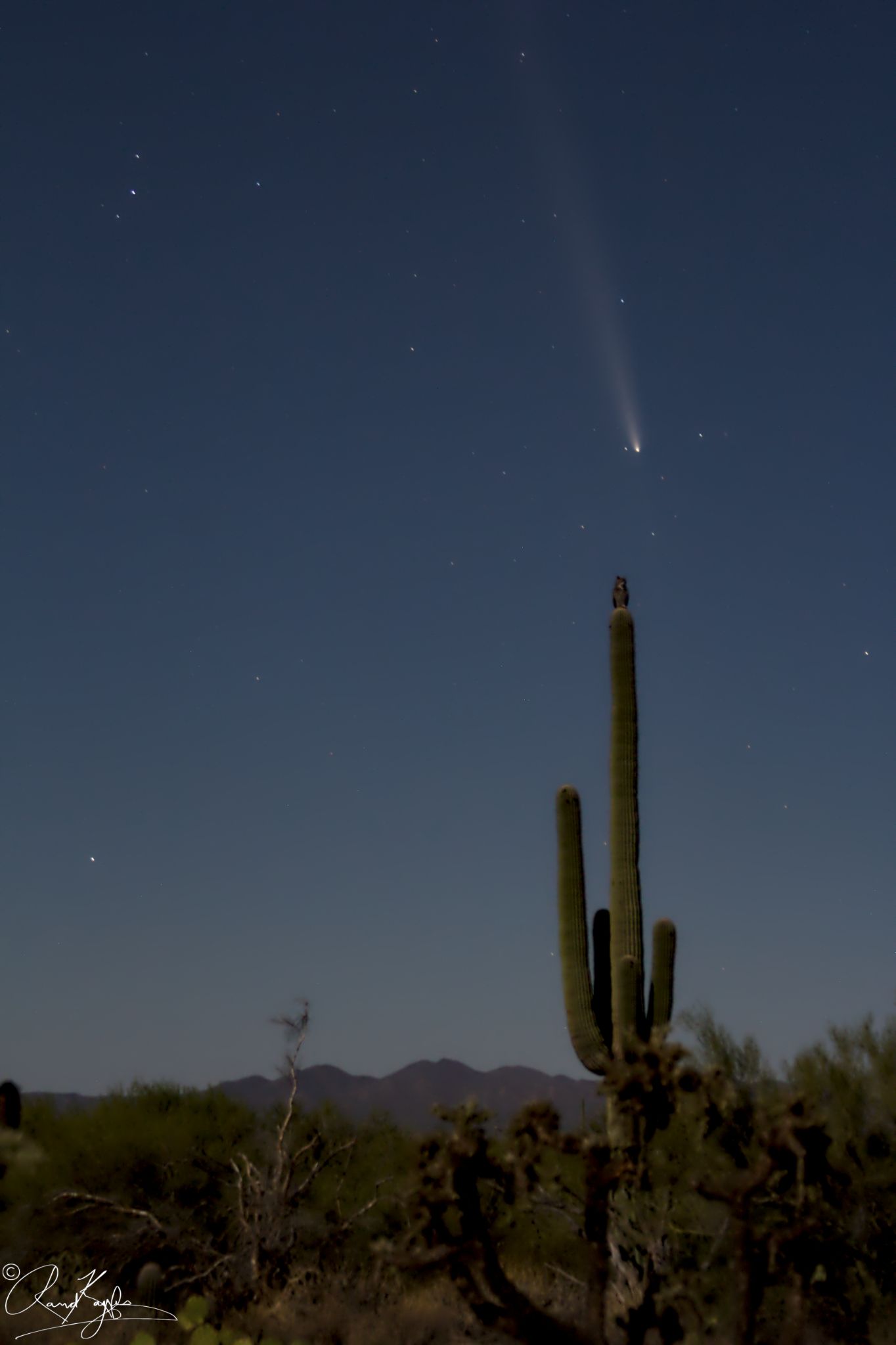 Community photo by Randall Kayfes | Sonoran Desert, Saguaro NP Tucson, Arizona USA