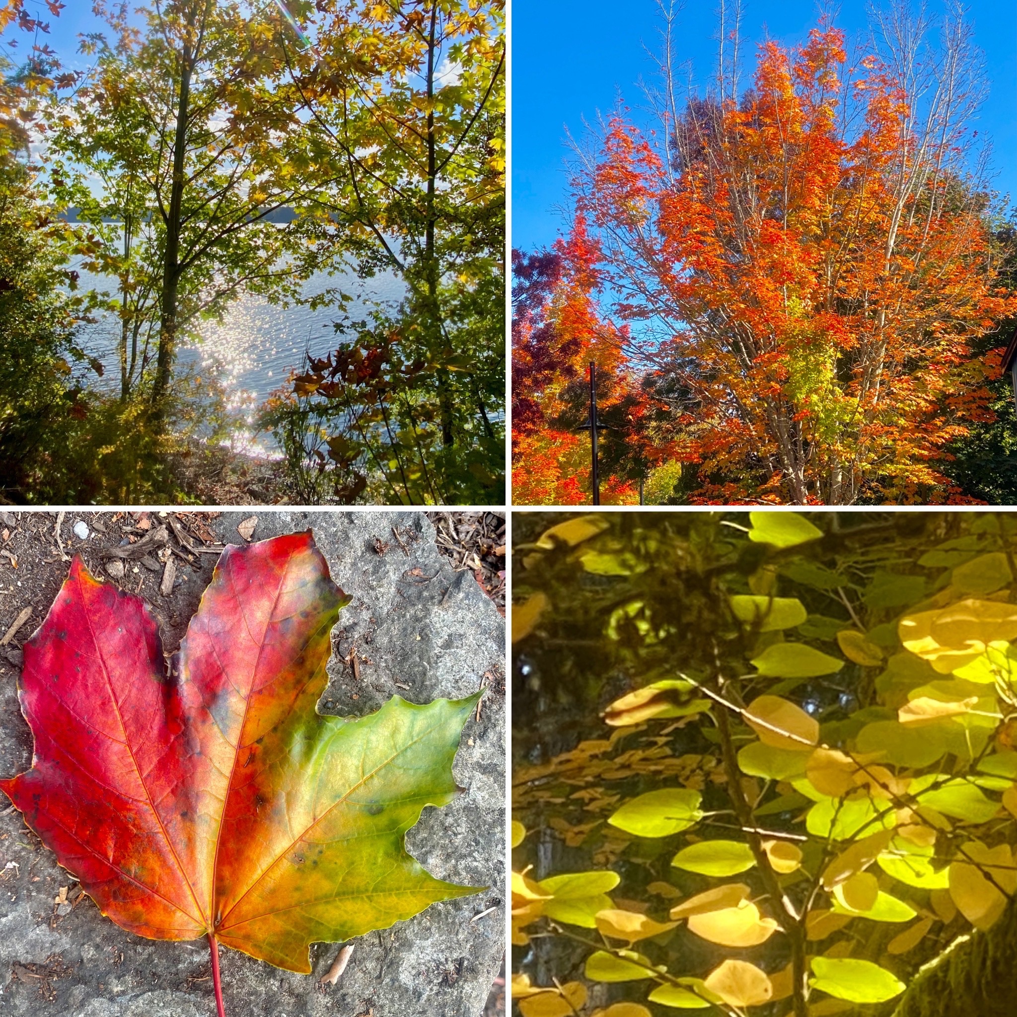 Community photo entitled Autumn Blessings by Jennifer J. Wilhoit on 10/13/2024 at Bainbridge Island, WA USA