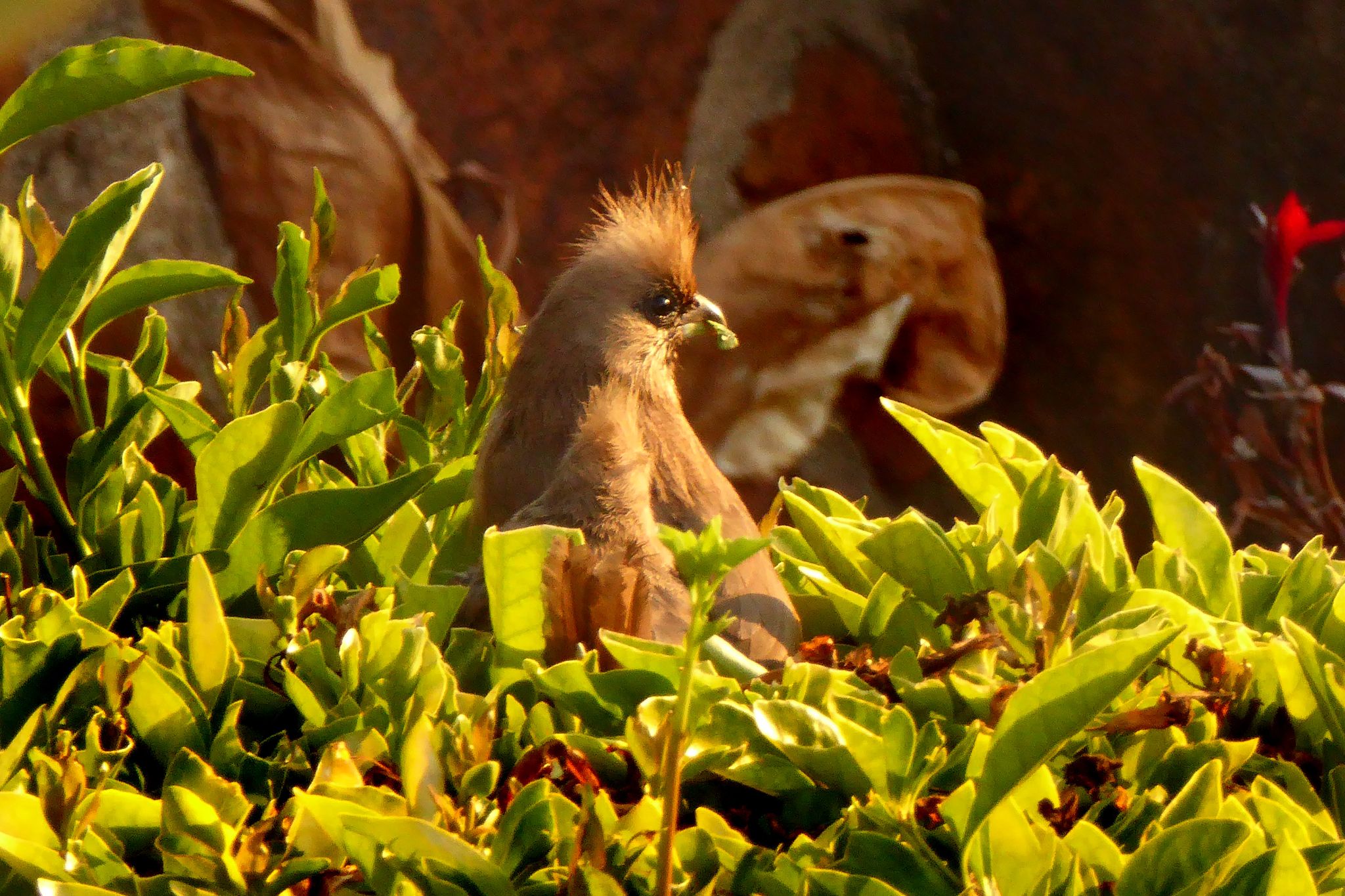 Community photo entitled Pair of Go-away birds in a Brunfelsia bush at sunset - with pareidolia. by Peter Lowenstein on 10/01/2024 at Mutare, Zimbabwe