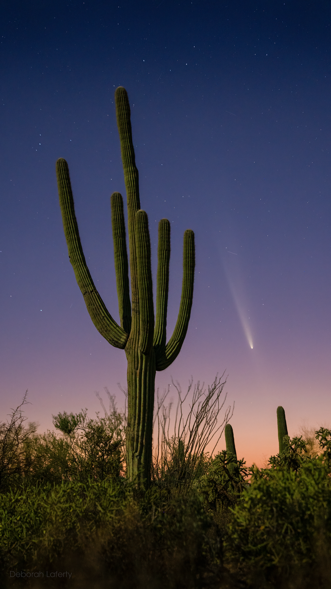 Community photo entitled C/2023 A3 with saguaro at dusk by Deborah Laferty on 10/13/2024 at Tucson AZ