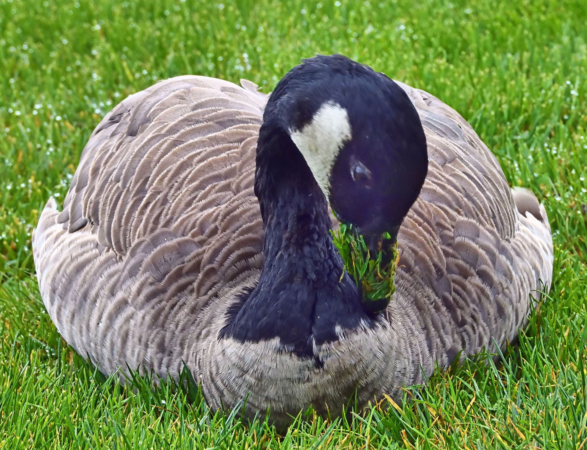 Community photo by Cecille