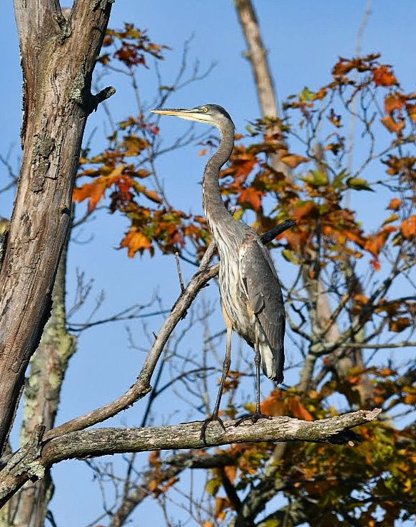 Community photo entitled Great Blue Heron by Lorraine Boyd on 10/03/2024 at Windham, New York