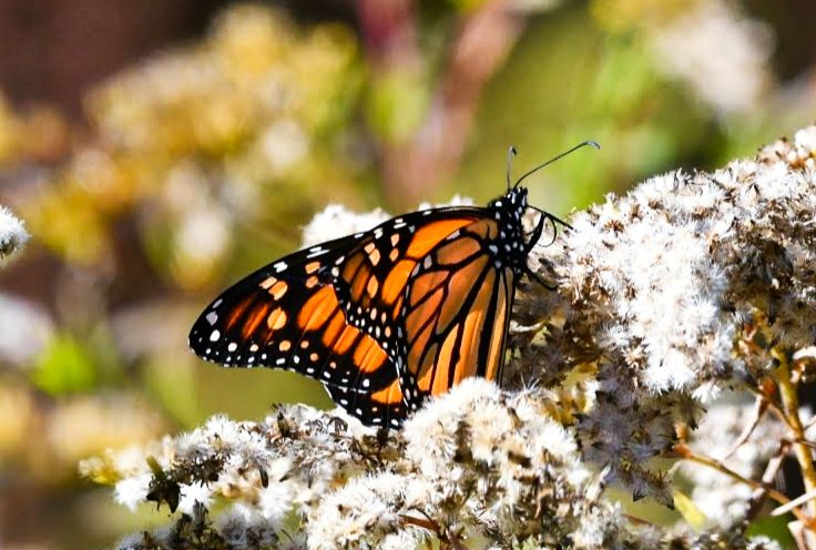 Community photo entitled Monarch Butterfly by Lorraine Boyd on 10/12/2024 at Cooperstown, New York