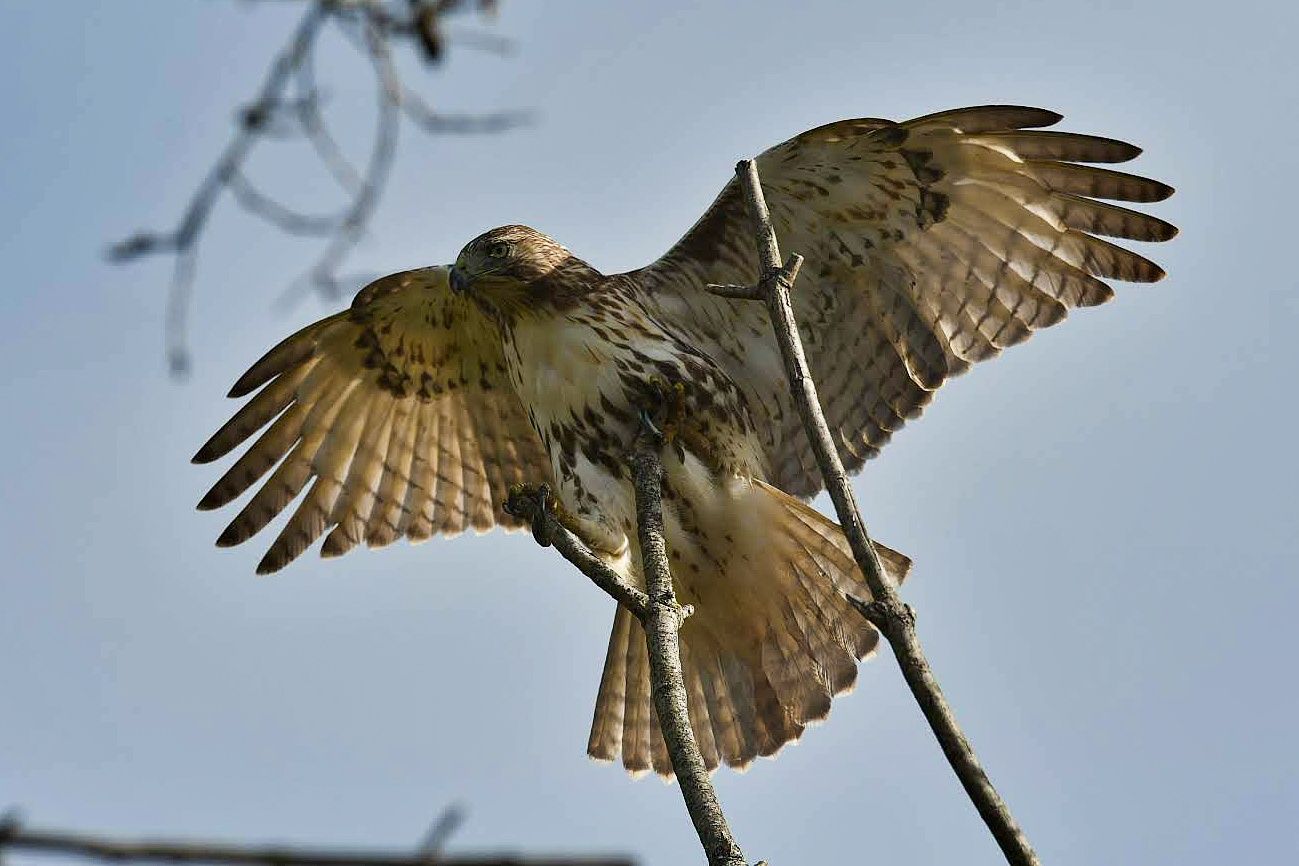 Community photo entitled Juvenile Hawk by Lorraine Boyd on 10/15/2024 at Delmar, New York