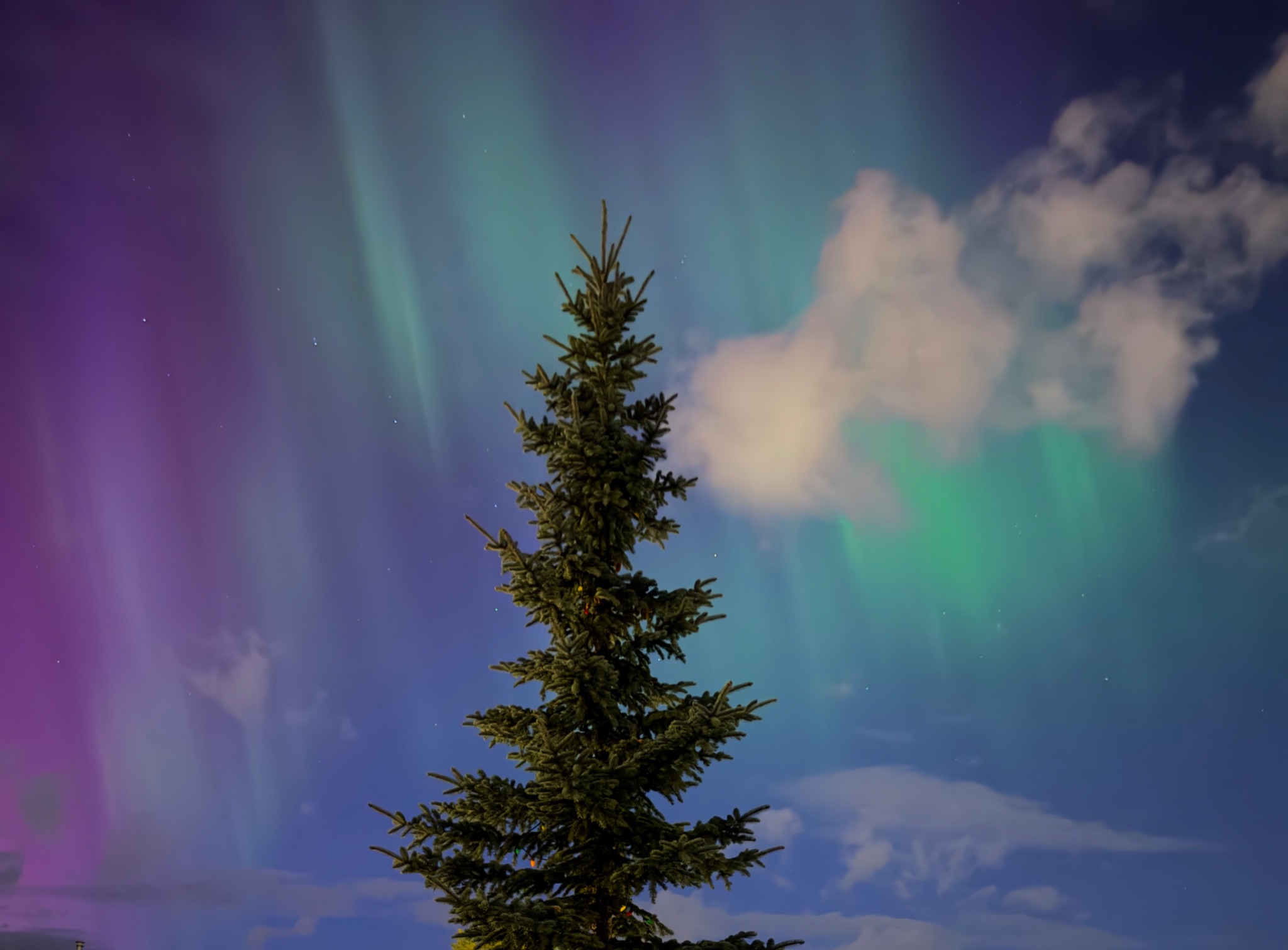 Community photo entitled Ghost of Brontosaurus feeding off a fir tree by Denys Leclerc on 10/10/2024 at Calgary, Alberta, Canada