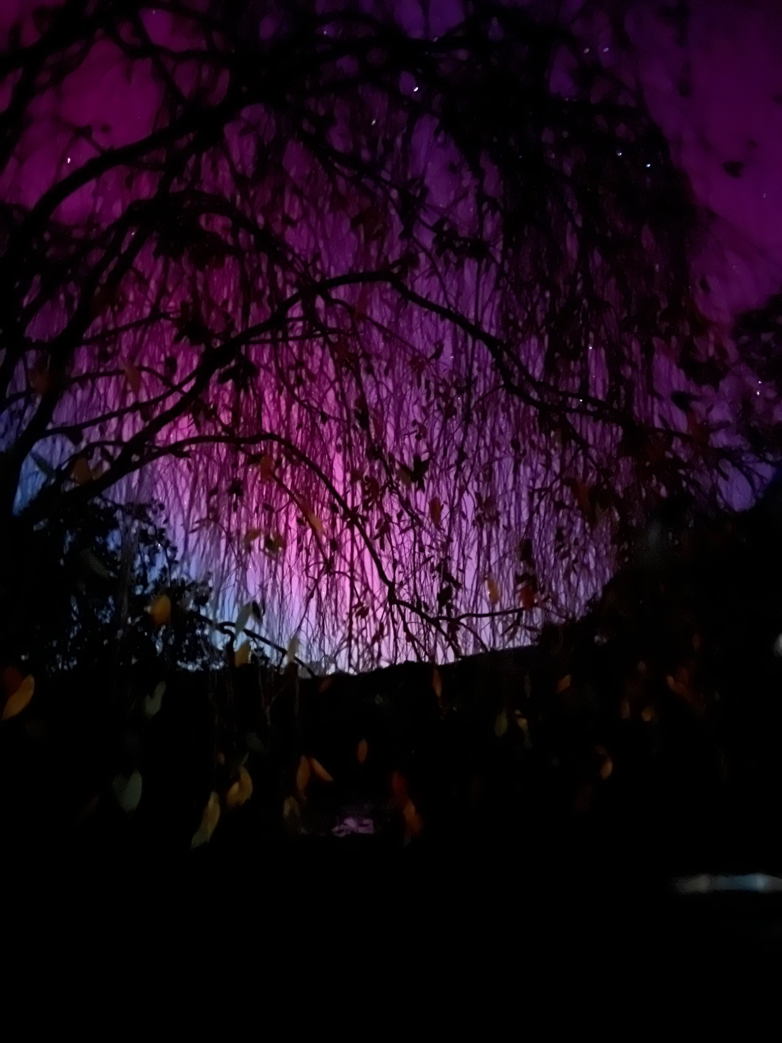 Community photo entitled Weeping Cherry Skyscape by Holly Neavear on 10/10/2024 at Nelson County, VA