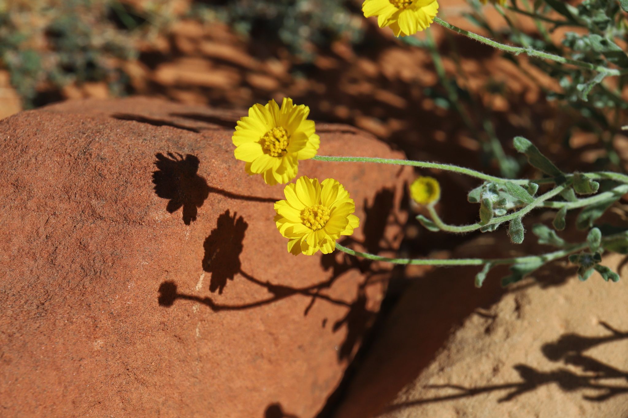 Community photo entitled Flowers in the desert by Tawnya Silloway on 09/24/2024 at St George Utah USA