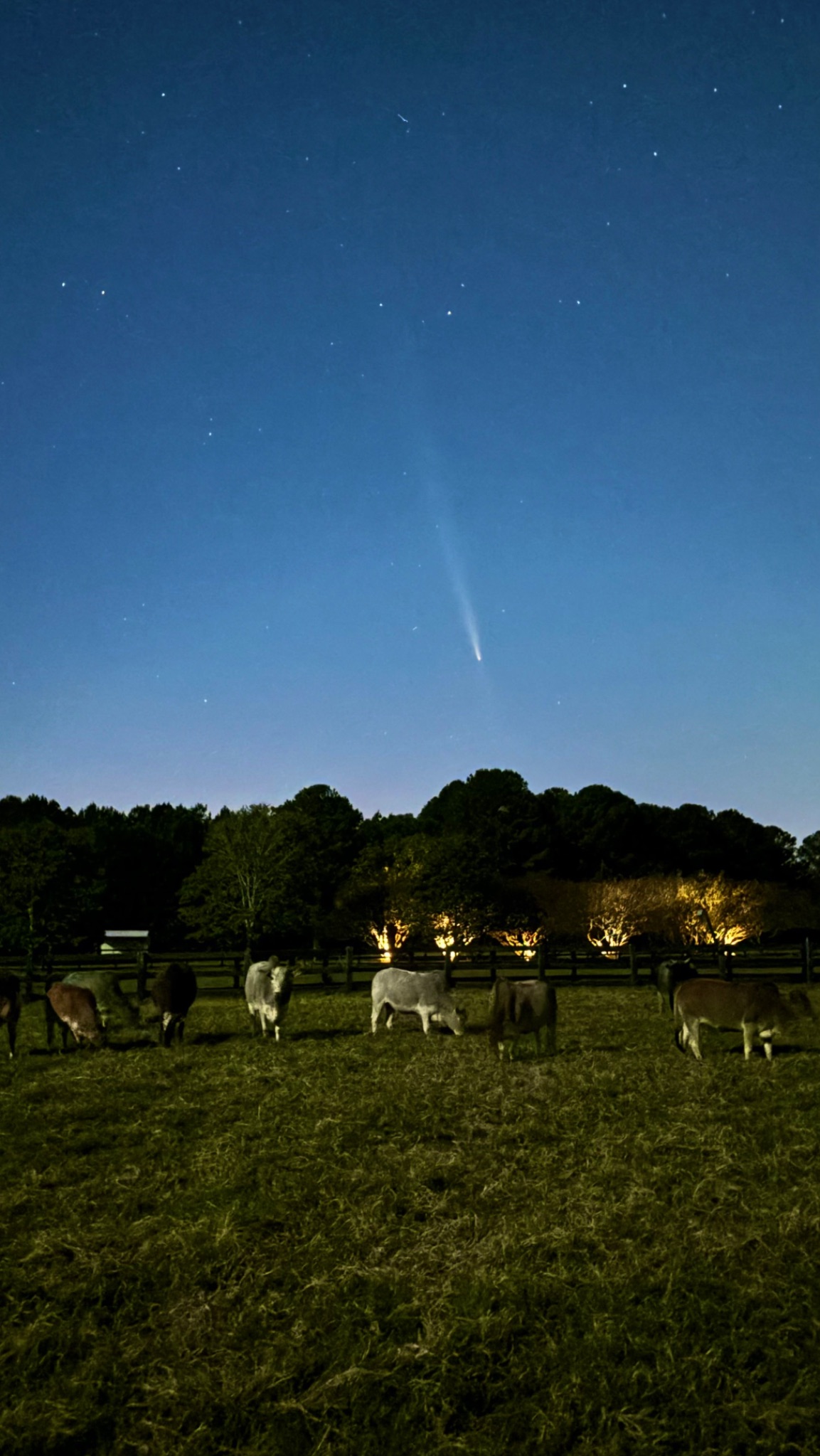 Community photo entitled Comet & Cowpuppies by Gregory Berns on 10/14/2024 at Brooks, GA