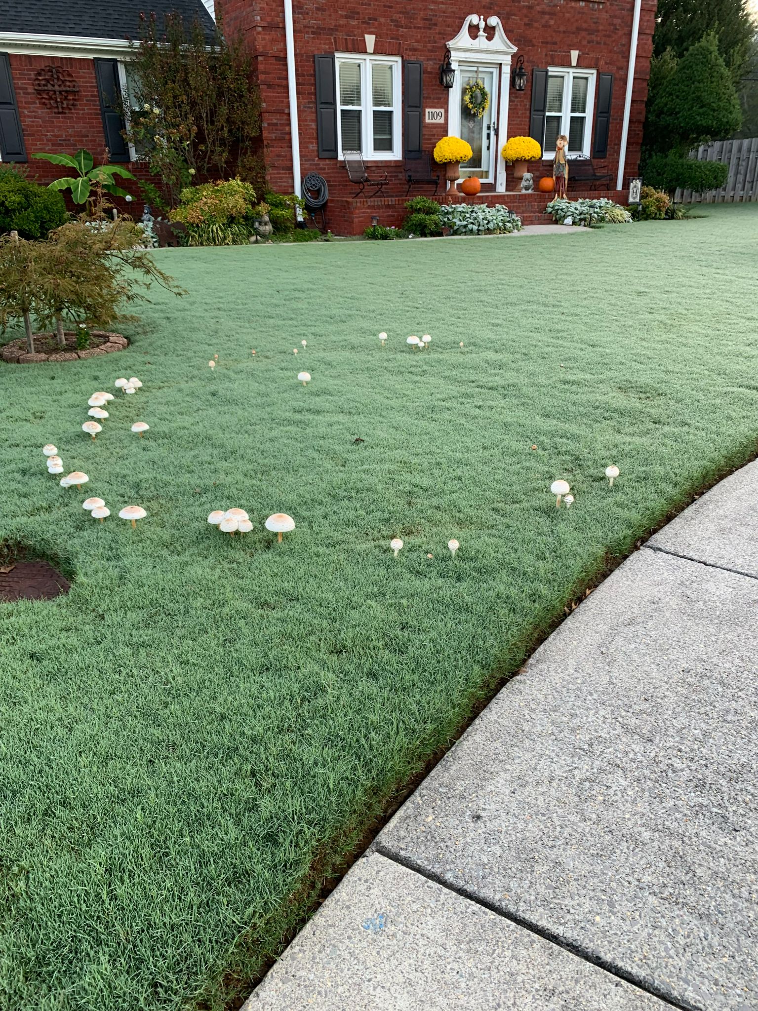 Community photo entitled Our reoccurring Fairy Ring by Larry Hill on 10/02/2024 at Huntsville,Al