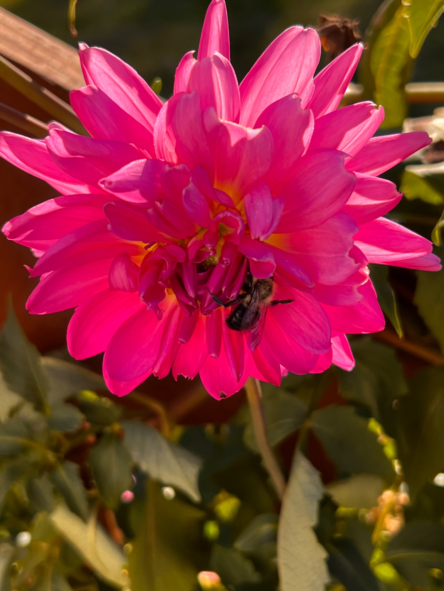 Community photo entitled Pink Dahlia by Sudhir Sharma on 10/12/2024 at Stormville, NY