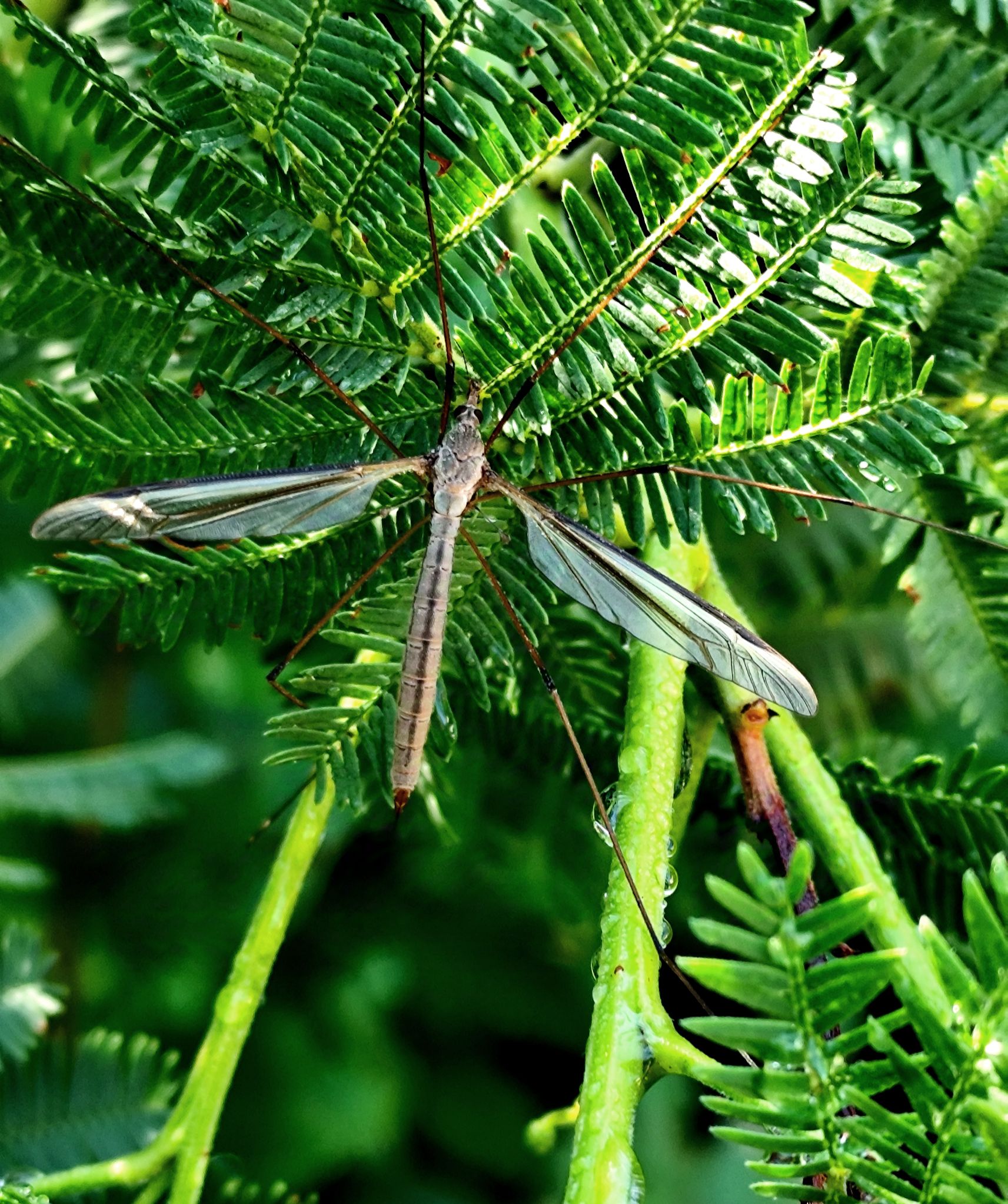 Community photo entitled Crane Fly by Pamela Smith on 10/09/2024 at France