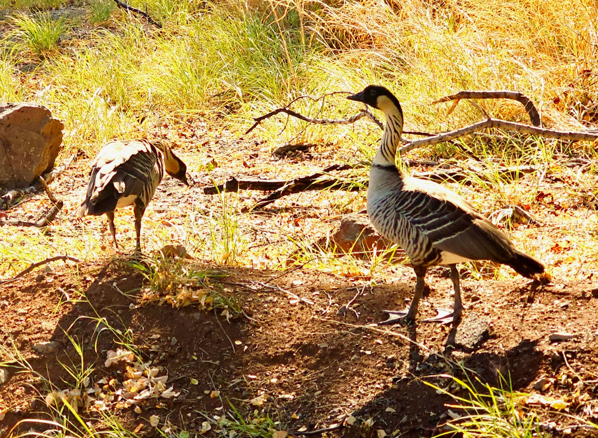 Community photo entitled Hawaiian Nene Geese grazing. by Edward Mahoney on 10/04/2024 at Lahaina, Hawaii