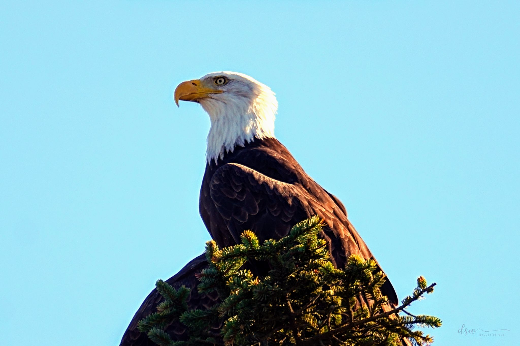 Community photo entitled Noble by Jeremy Likness on 10/15/2024 at Newport, OR, USA