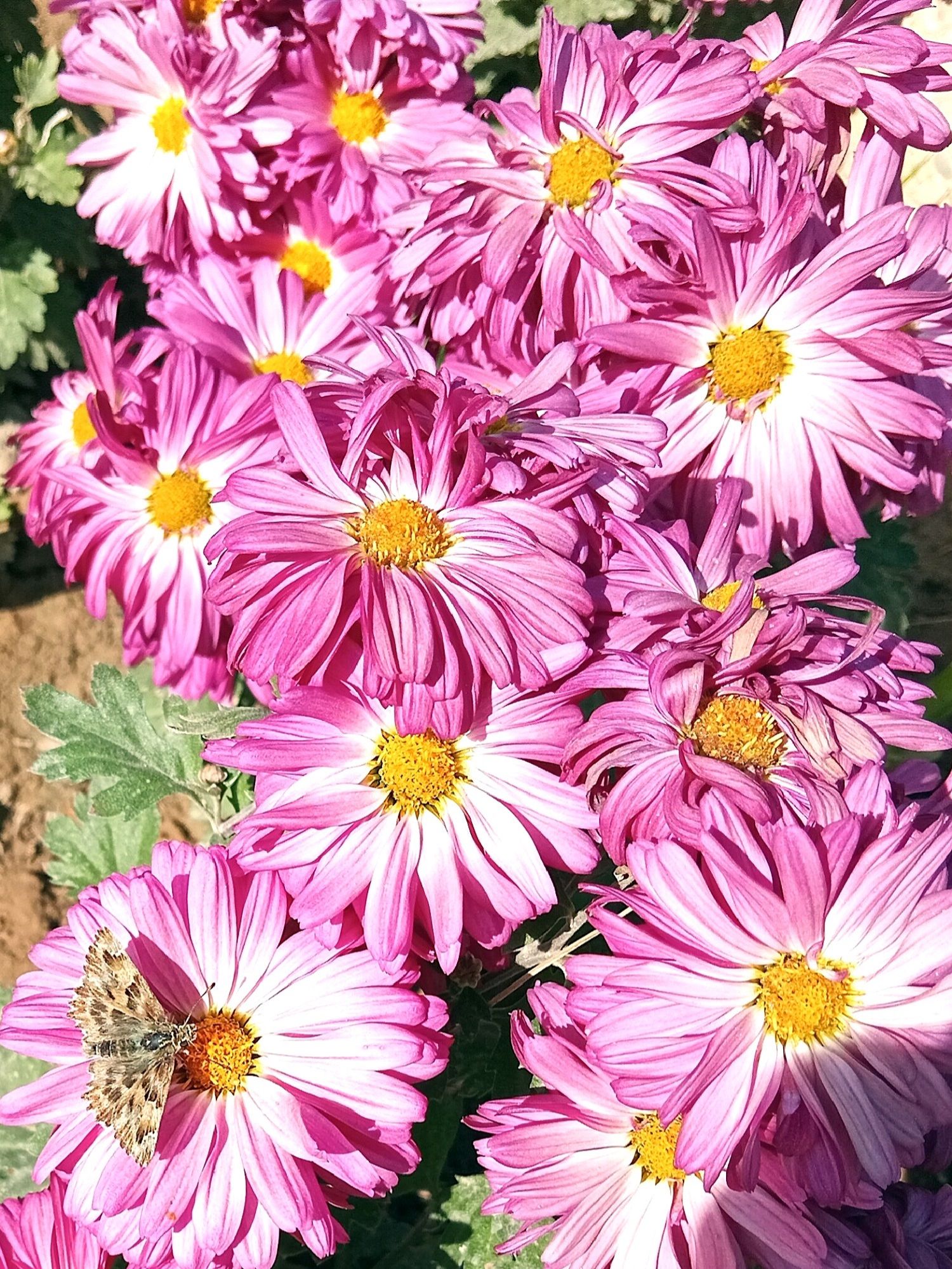 Community photo by Hassan