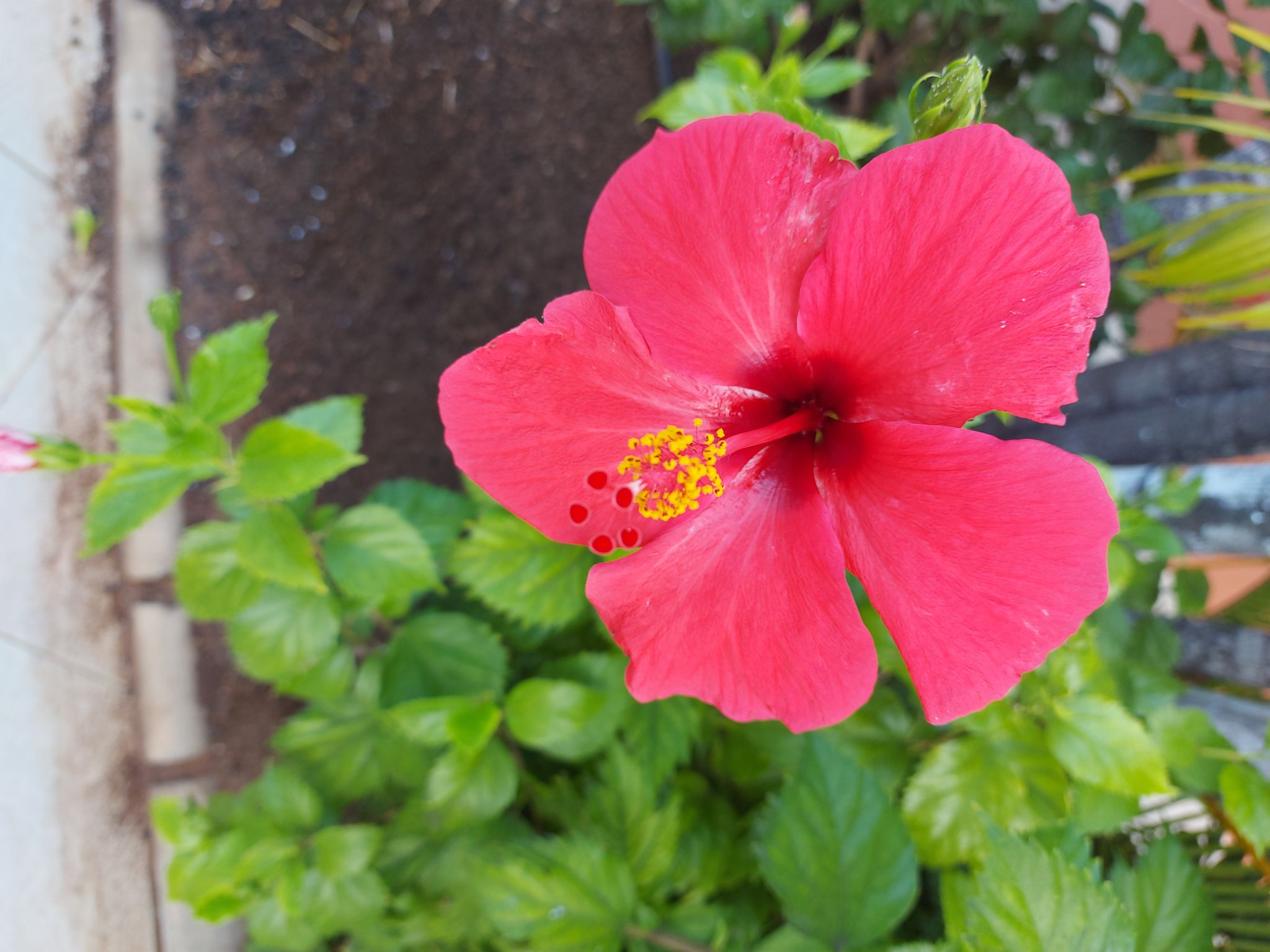 Community photo by Anne Read | LA PALMA CANERIES.SPAIN.