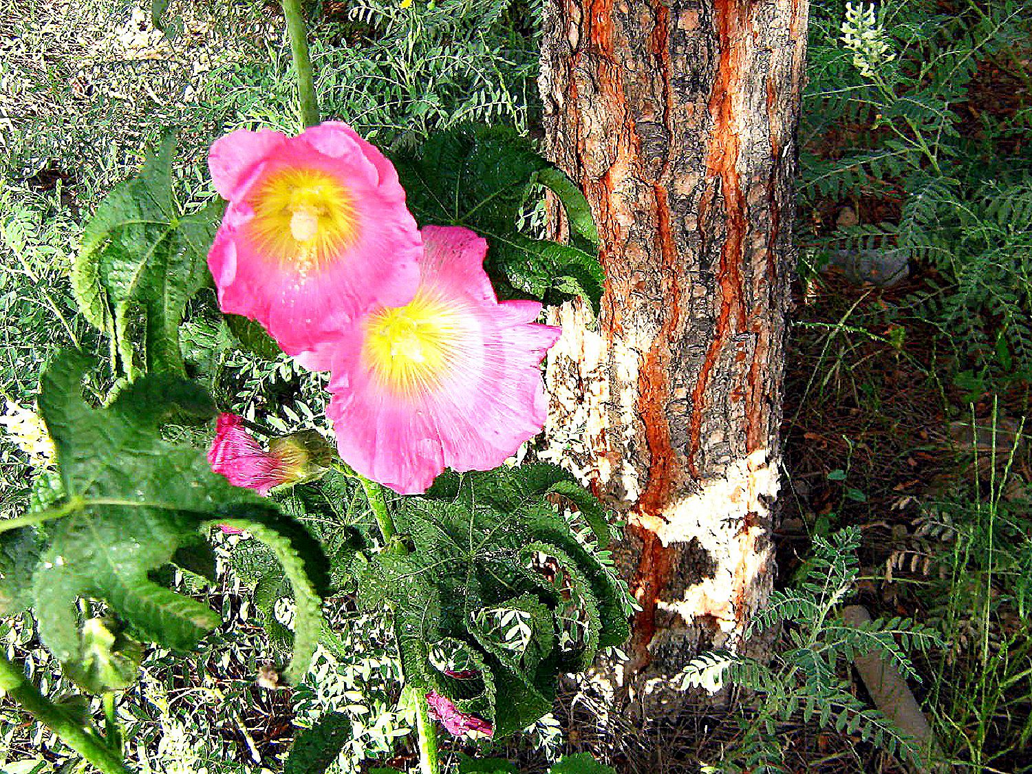 Community photo by Hassan