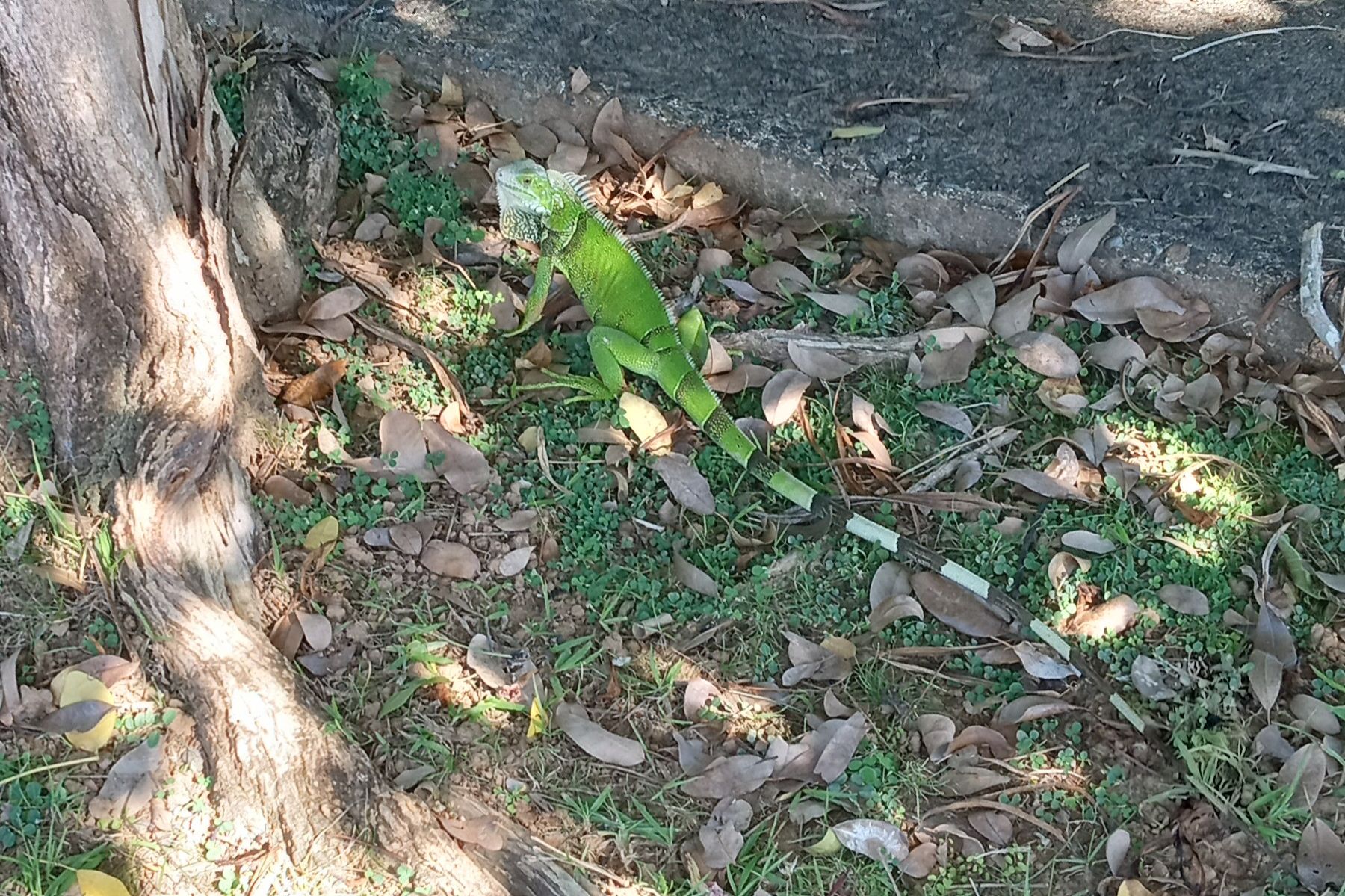 Community photo entitled Green iguana in Puerto Rico by Armando Caussade on 12/06/2024 at San Juan, Puerto Rico
