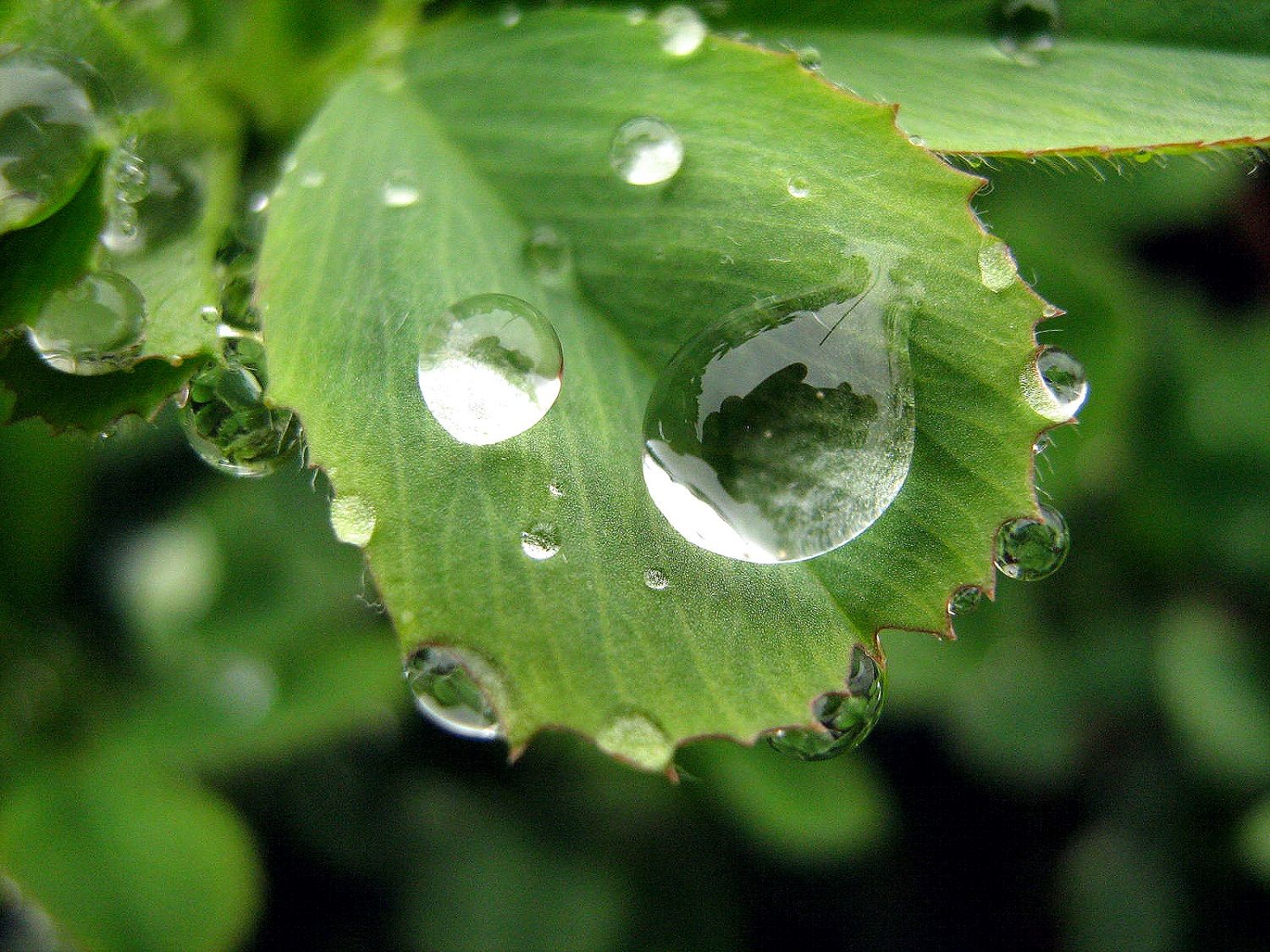 Community photo by Hassan