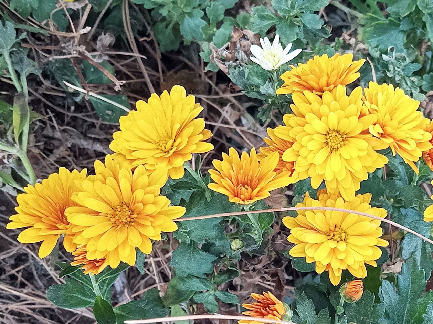 Community photo by Hassan