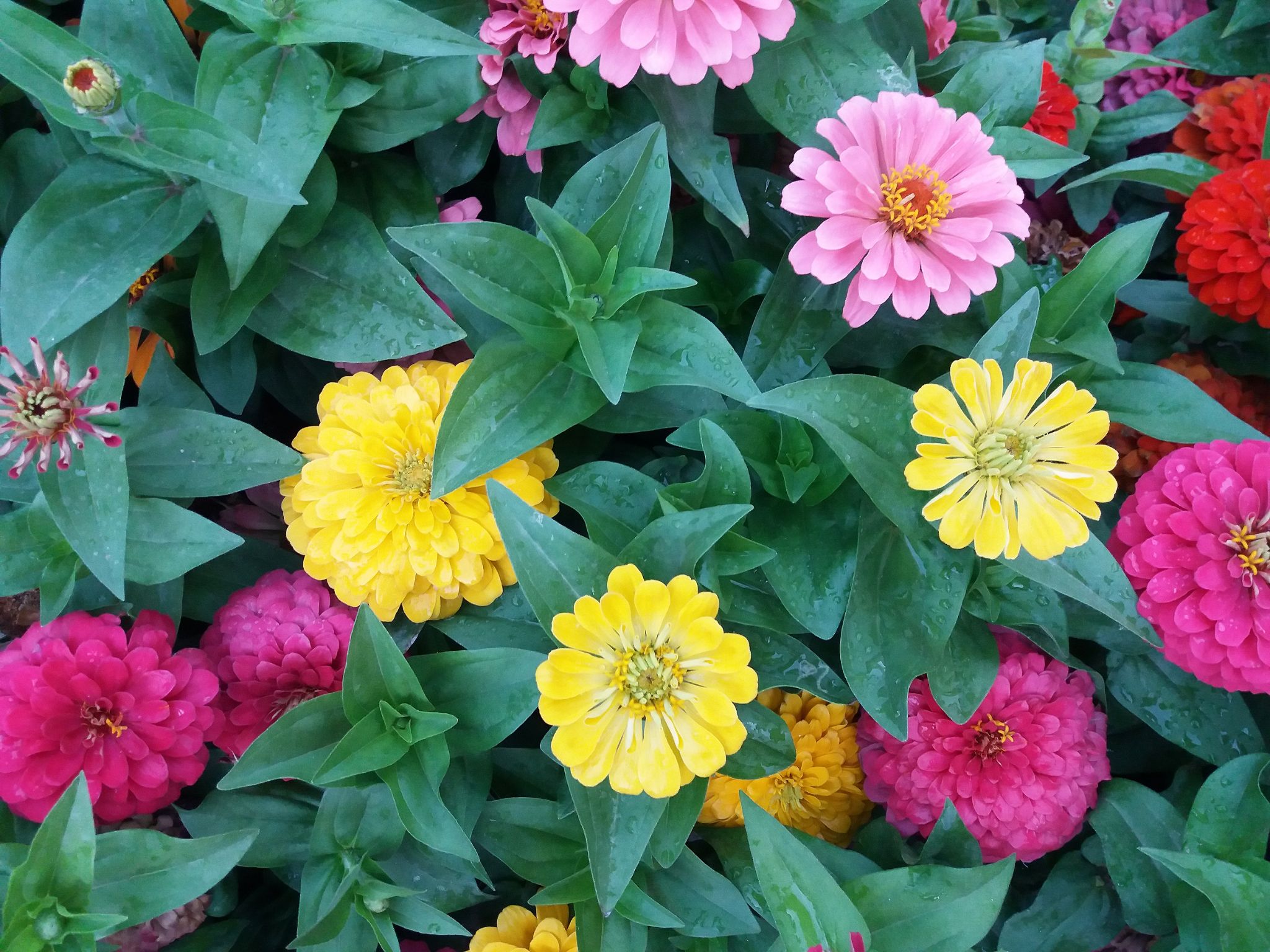 Community photo by Hassan