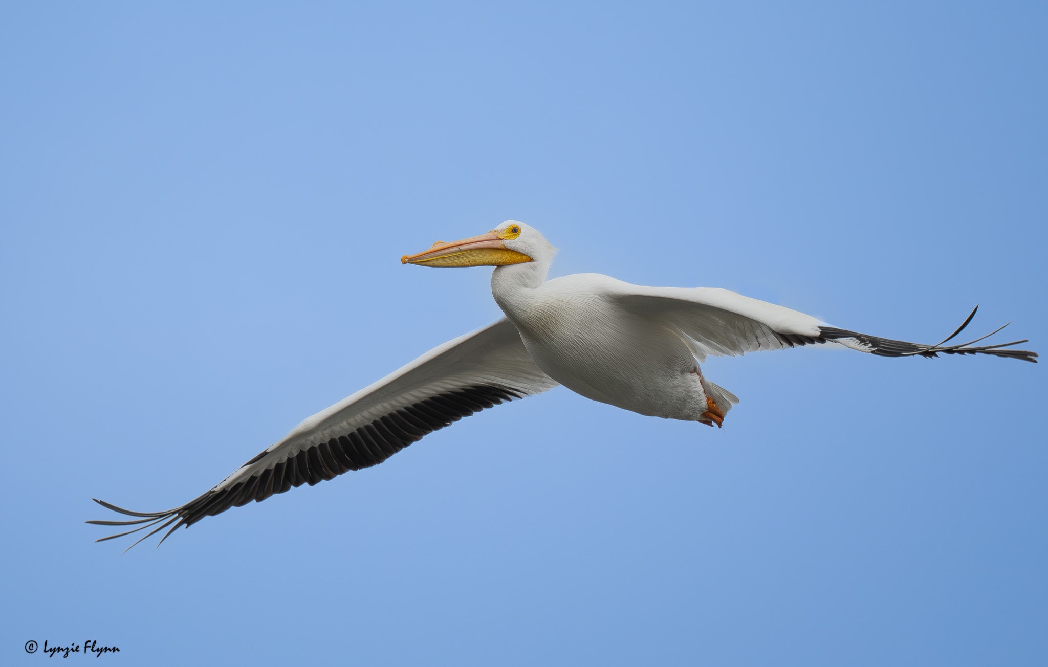 Community photo by Lynzie Flynn | Huntington Beach, California, USA