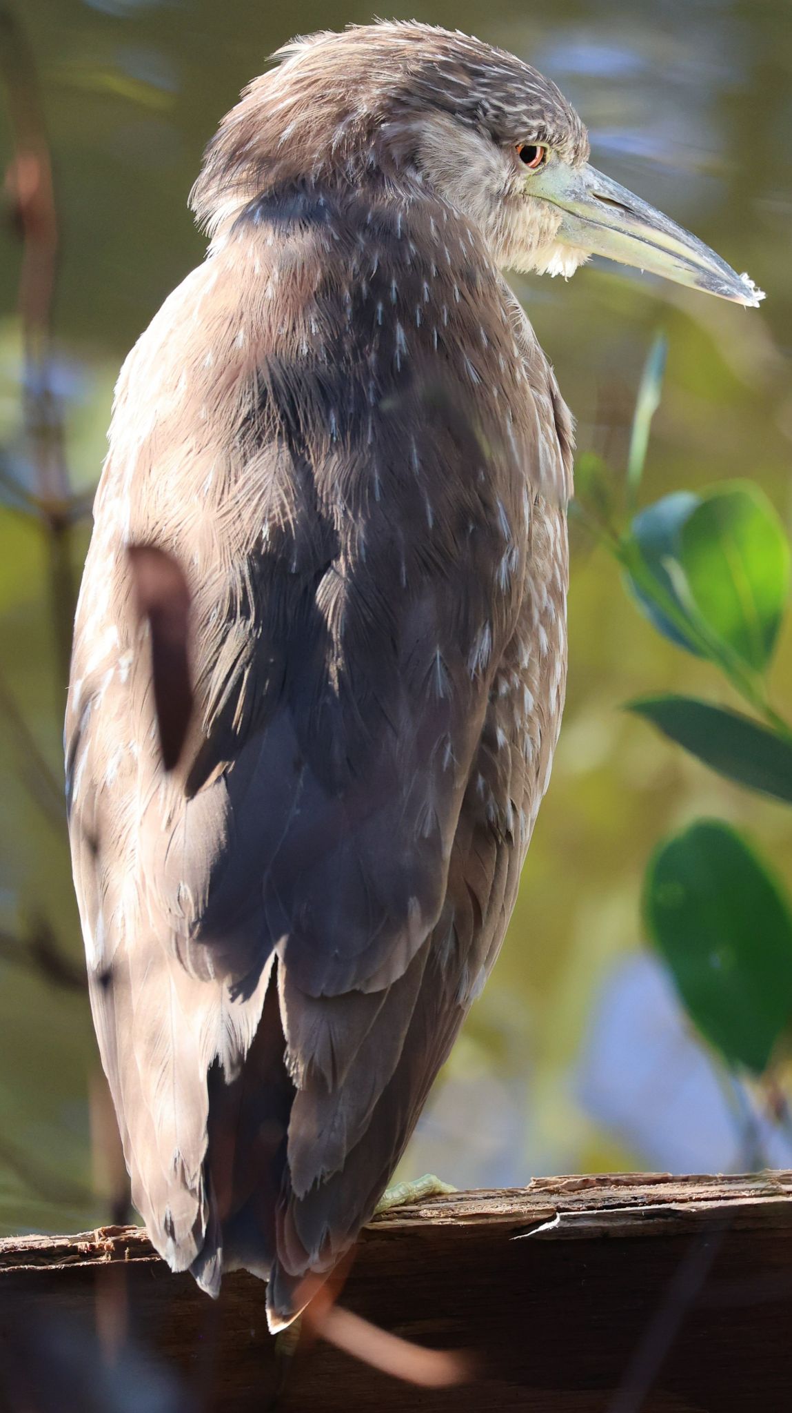 Community photo by Thuan Clavet | Black Point Wildlife Drive, Titusville, FL, USA