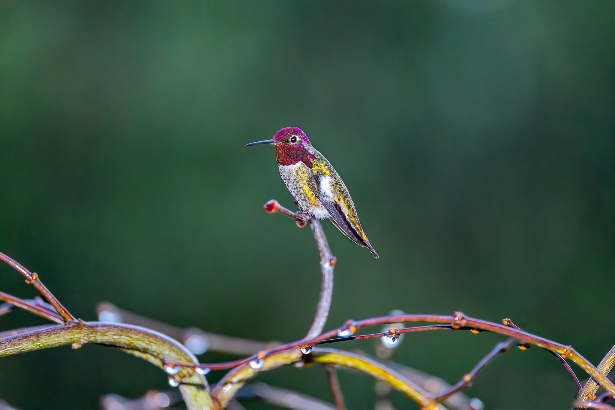 Community photo by Jared Sturtevant | Monroe, WA, United States