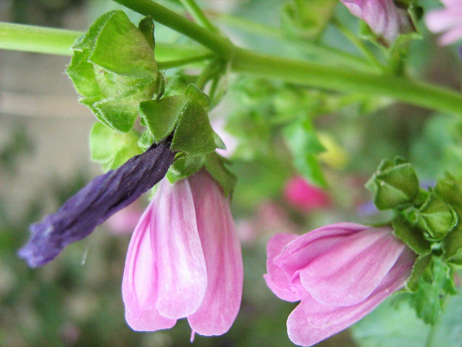 Community photo by Hassan