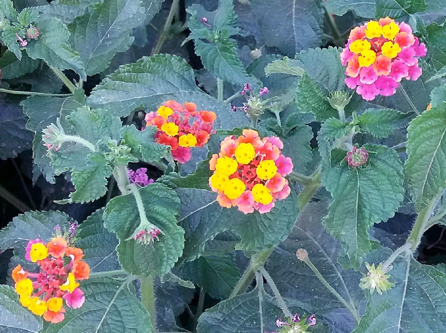 Community photo by Hassan