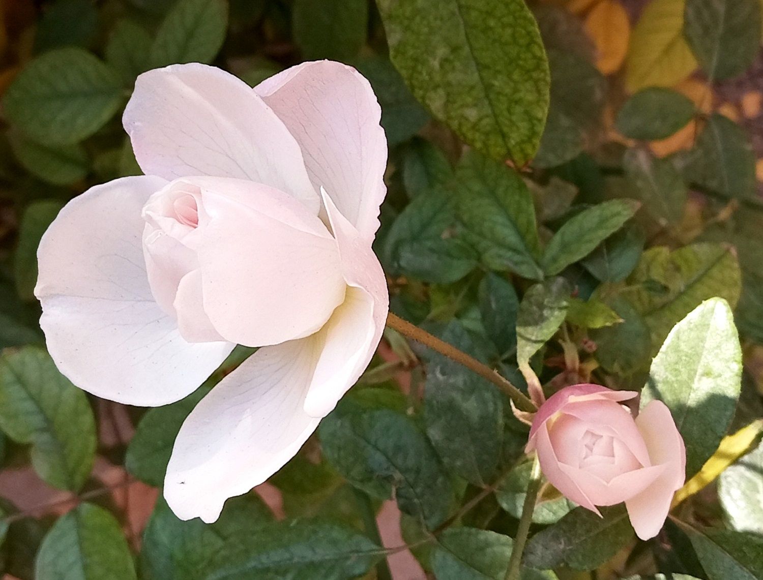 Community photo by Hassan