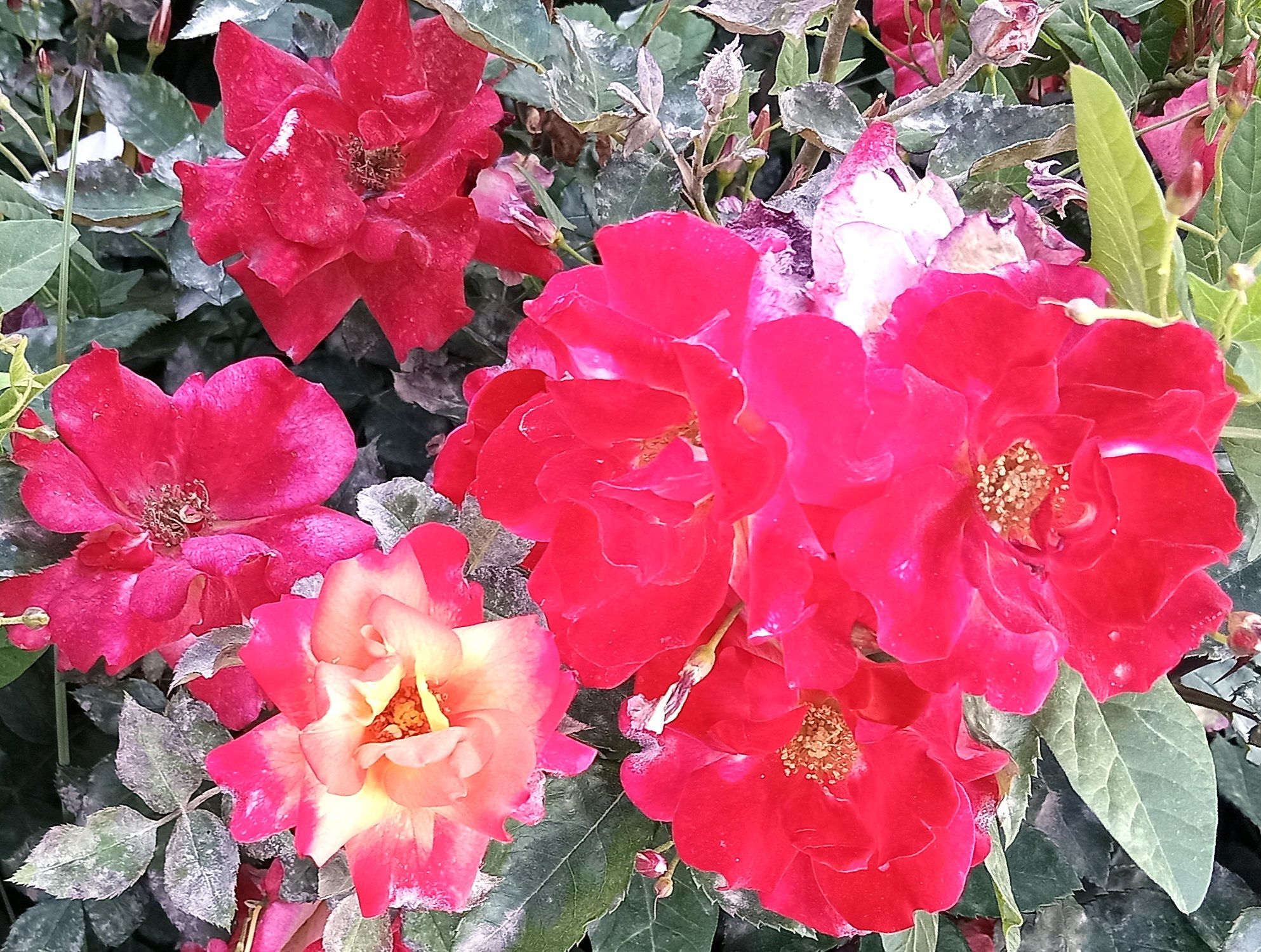 Community photo by Hassan