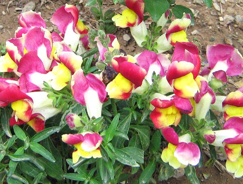 Community photo by Hassan