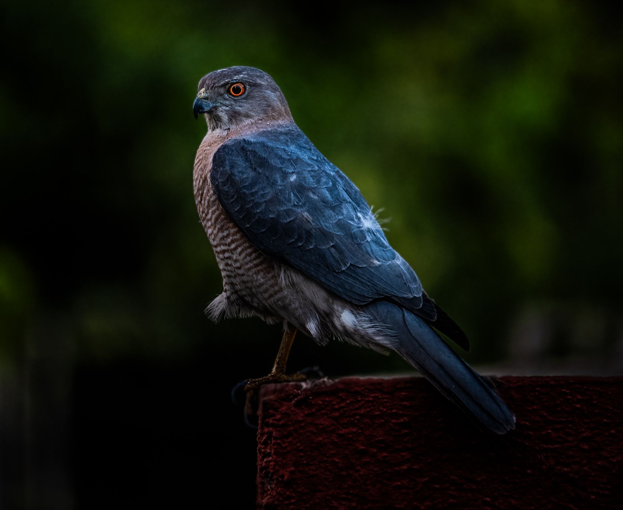 Community photo entitled The Little Banded Goshawk by Shaurya Salunkhe on 02/21/2025 at Pune, Maharashtra, India