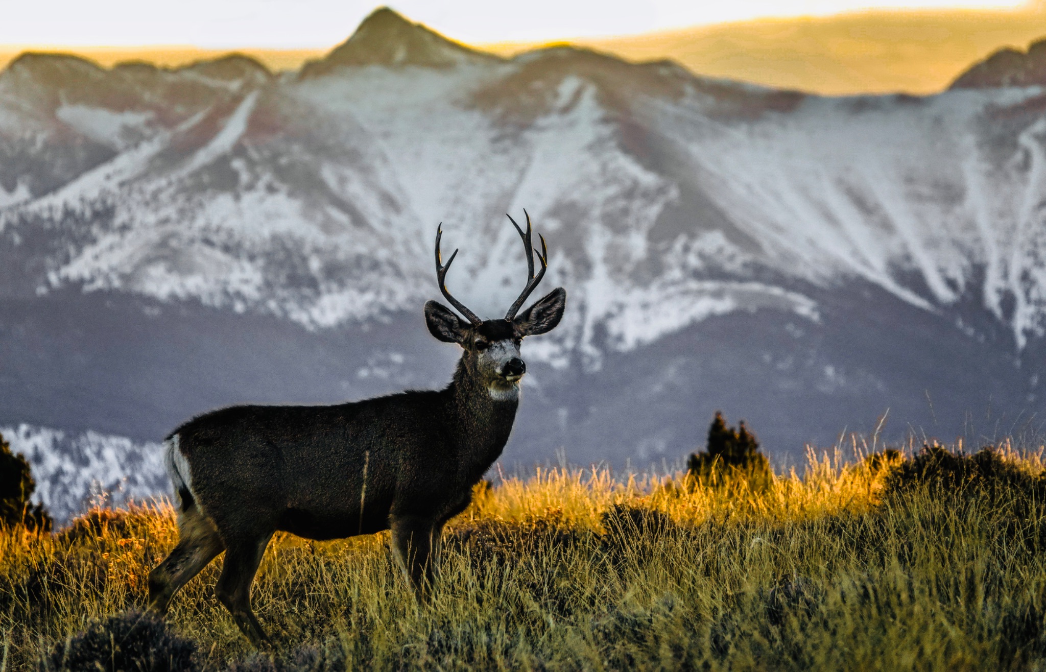 Community photo entitled The Posing Buck by Christoph Stopka on 02/23/2025 at Westcliffe, Colorado. USA