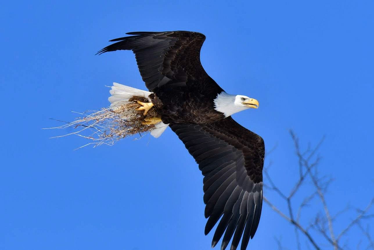 Community photo entitled Nesting material by Lorraine Boyd on 02/22/2025 at Wappingers Falls, New York