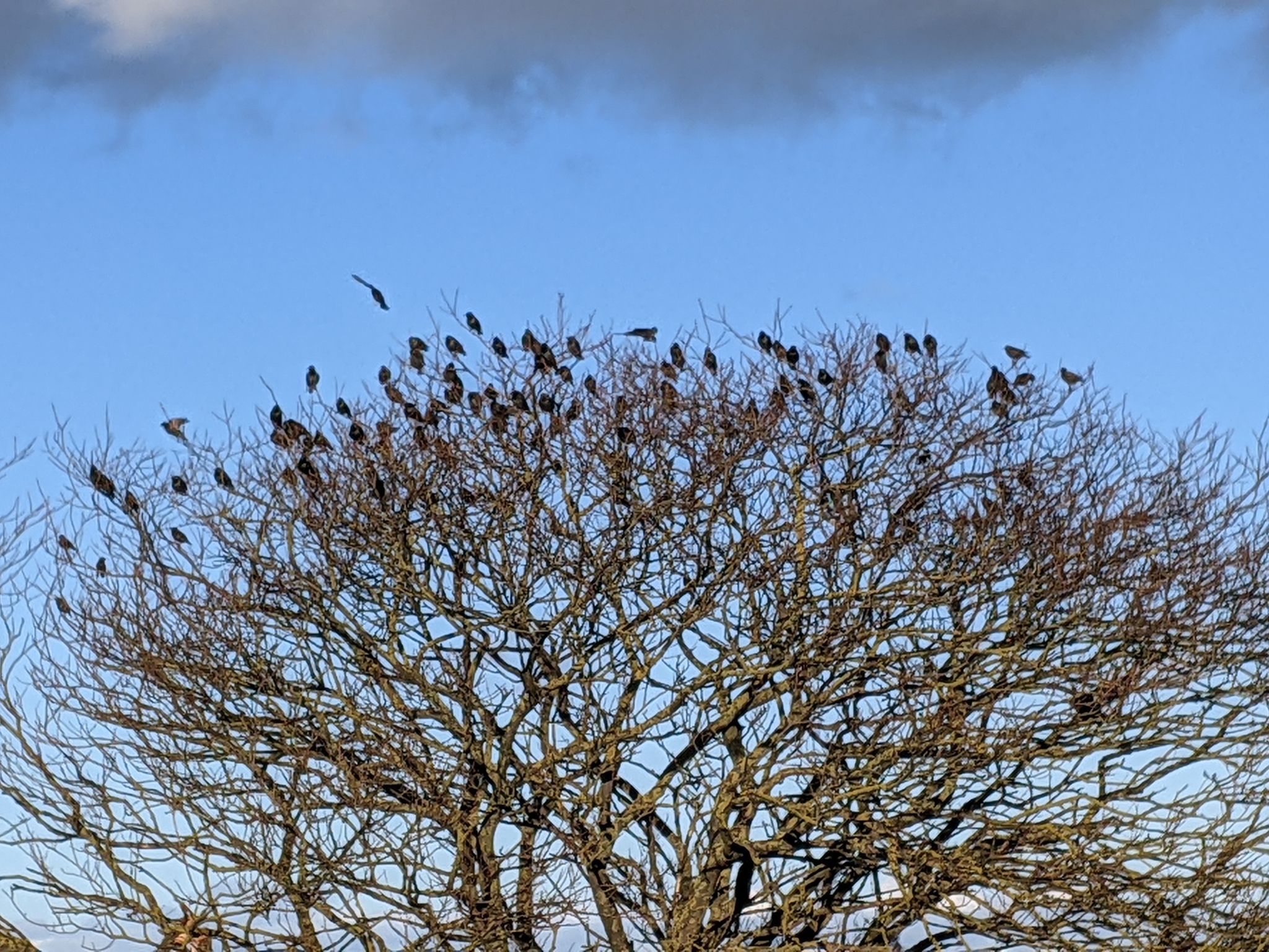 Community photo by Kevan Hubbard | Teesmouth Nature Reserve,Co Durham ,England