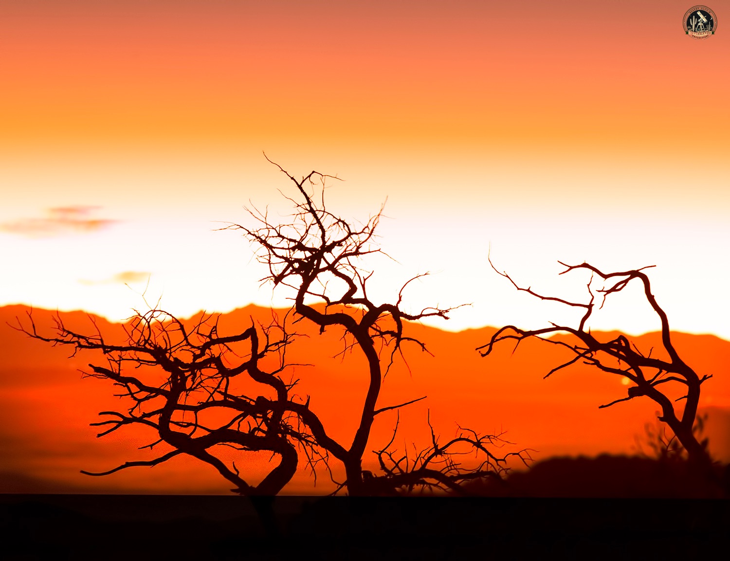 Community photo entitled Dancing Silhouettes under a Blazing Sky by Jelieta Walinski Ph.D on 02/25/2025 at Chiricahua National Monument, AZ, USA