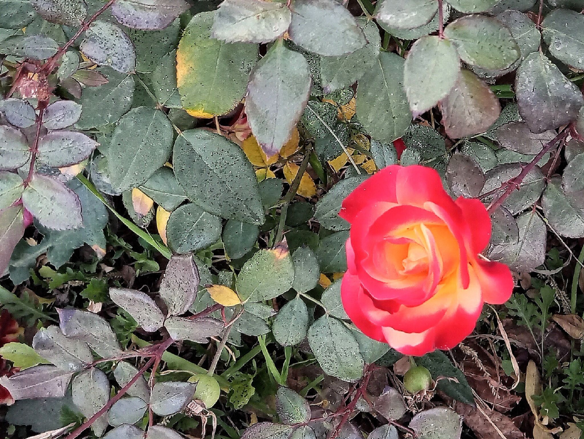 Community photo by Hassan