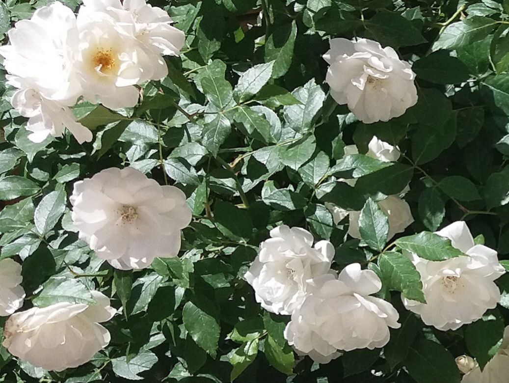 Community photo by Hassan