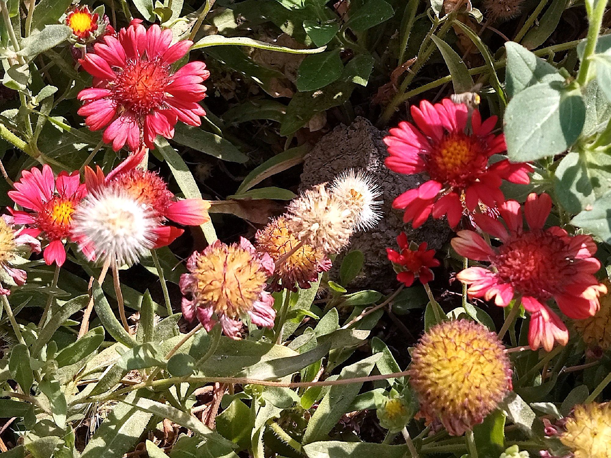 Community photo by Hassan