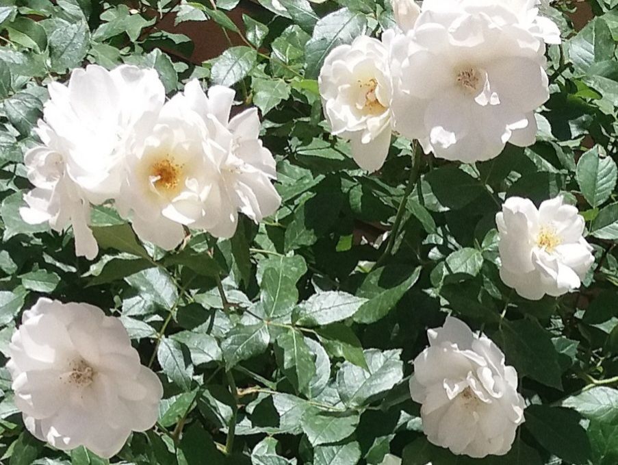 Community photo by Hassan