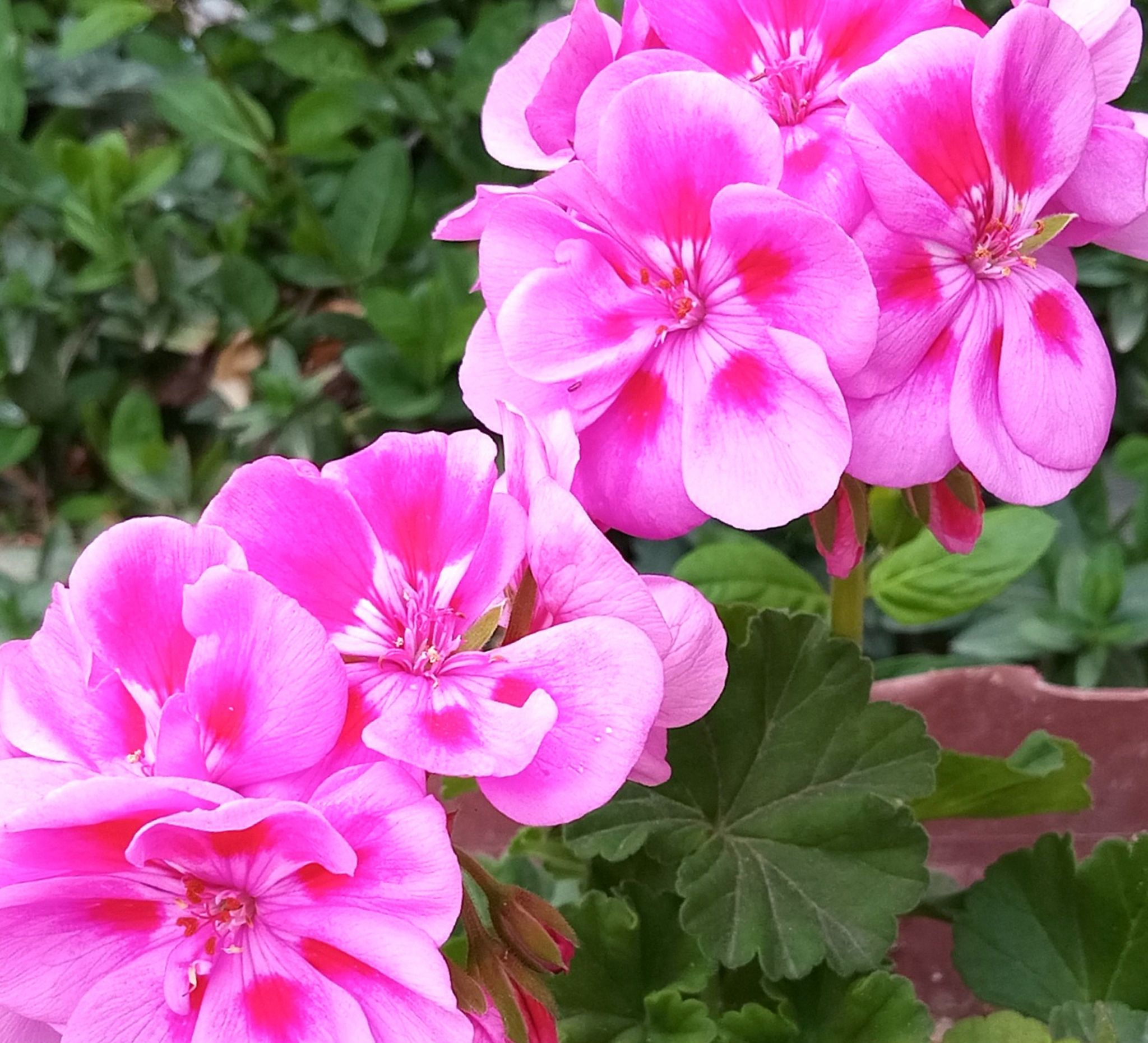 Community photo by Hassan