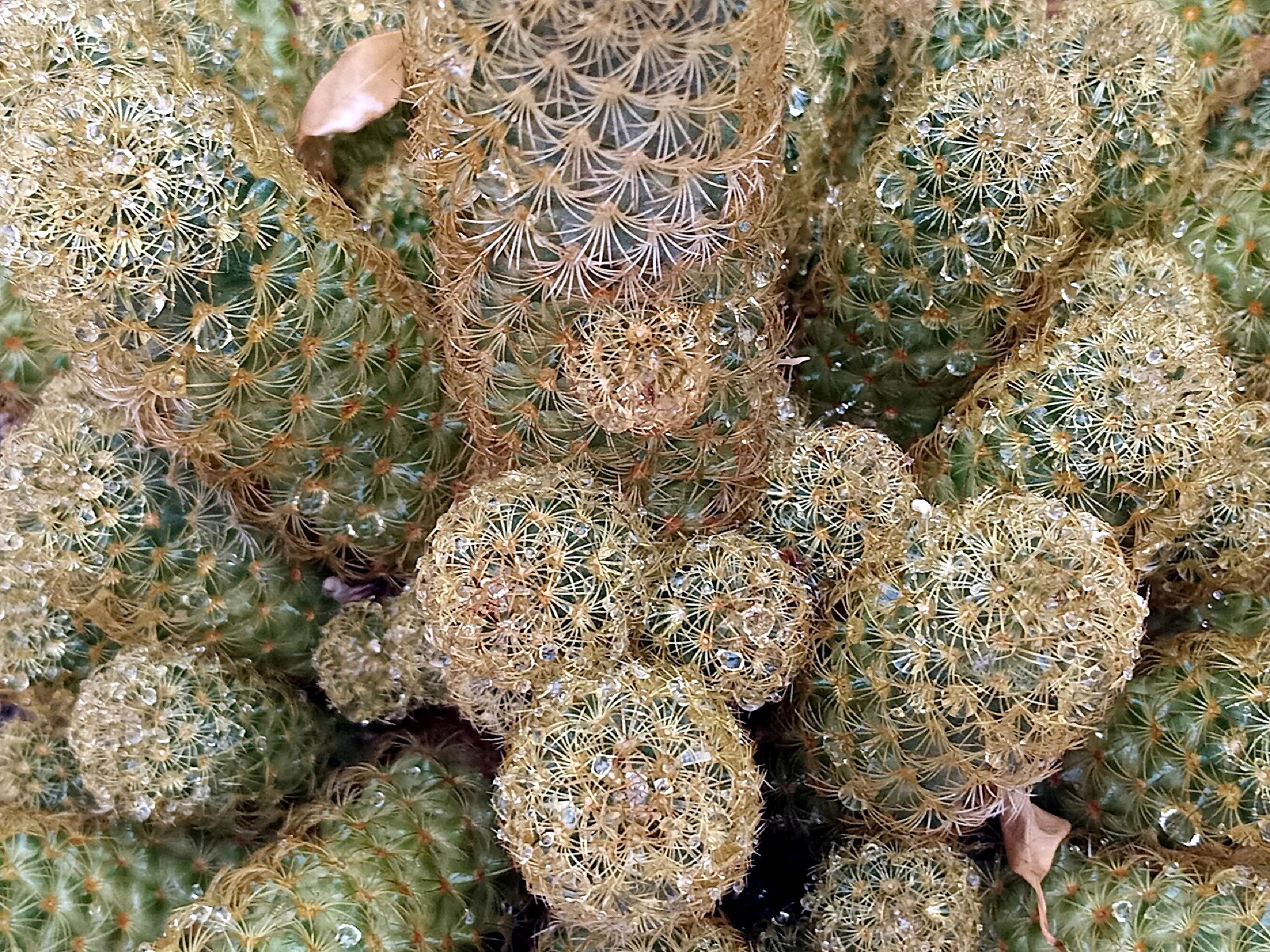 Community photo by Hassan