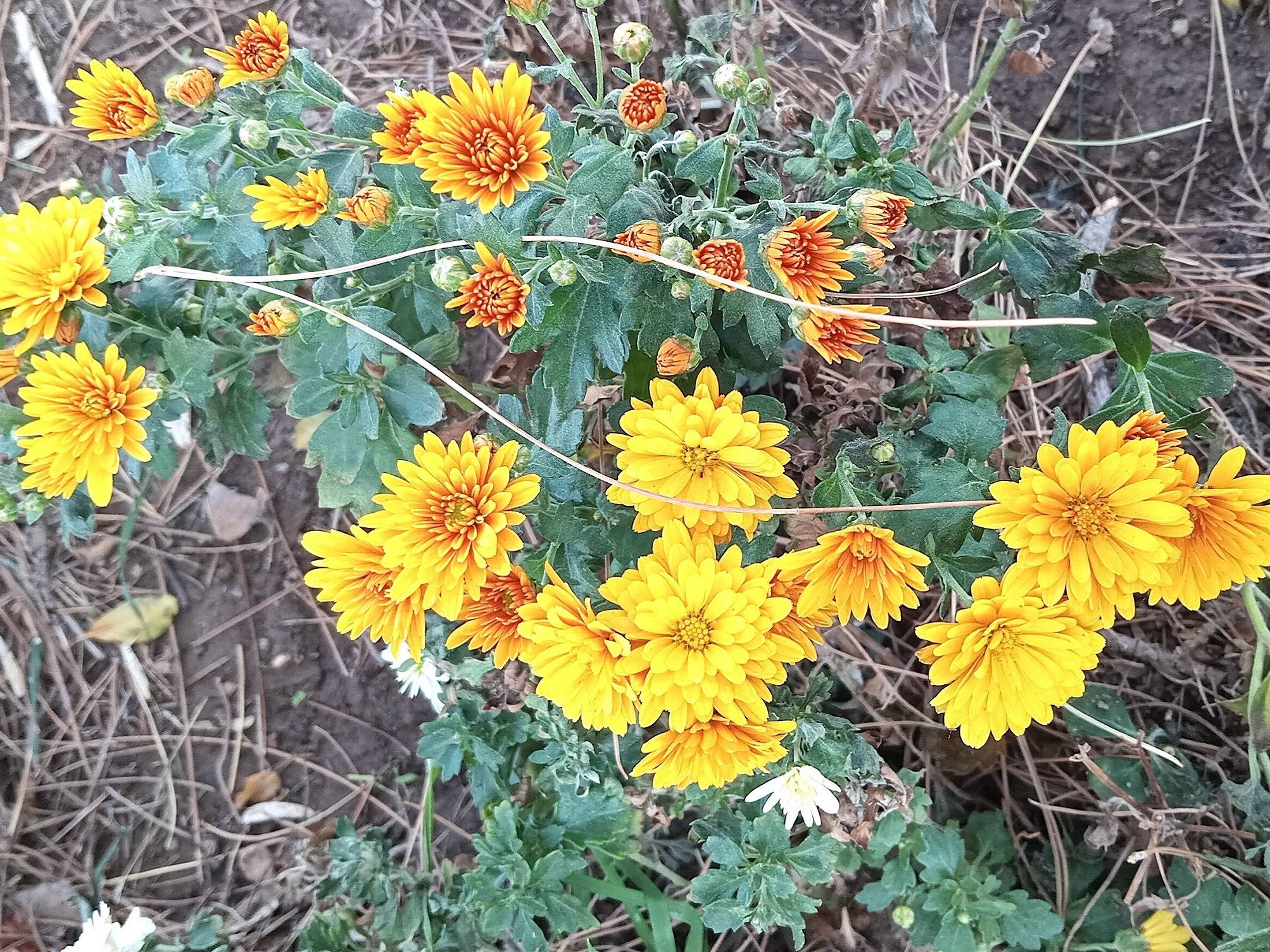 Community photo by Hassan