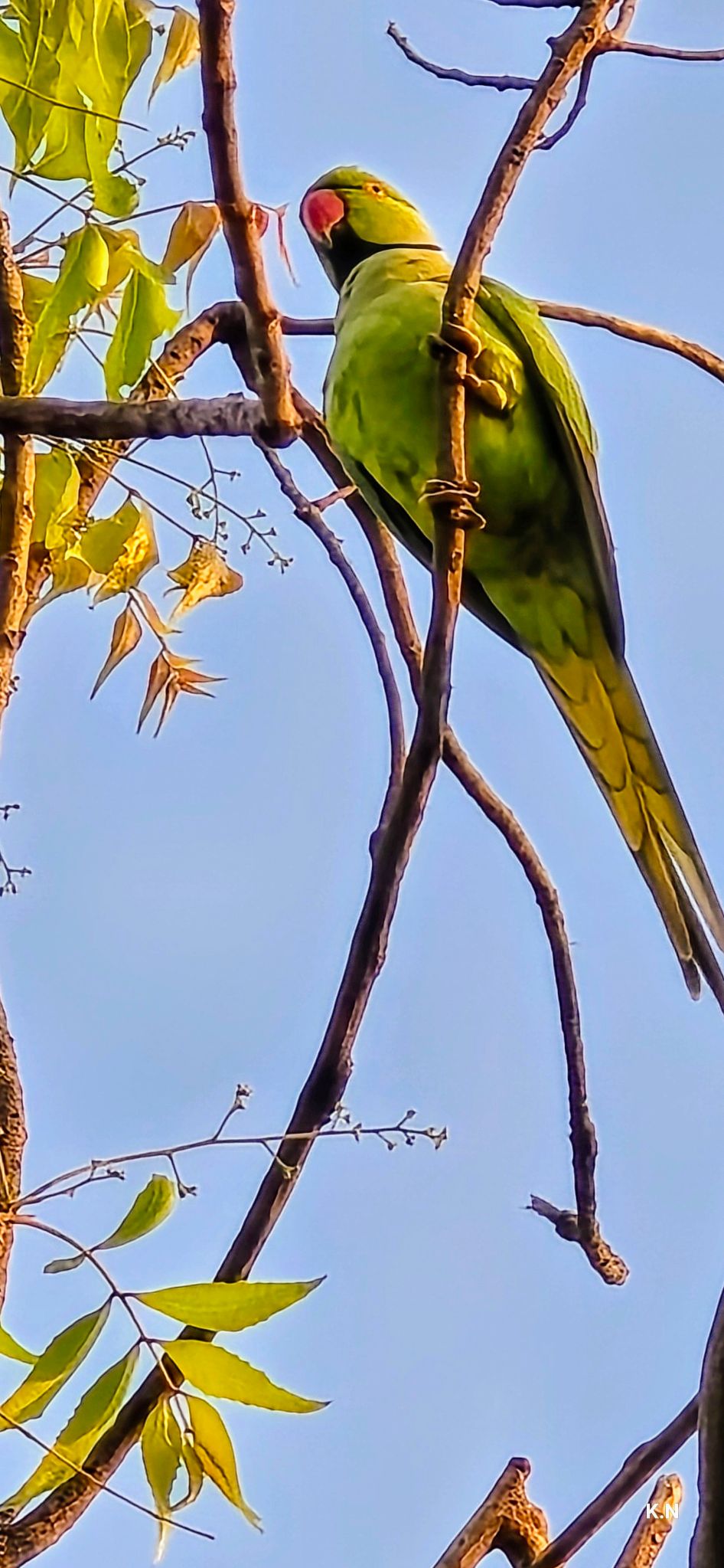 Community photo by Natarajan