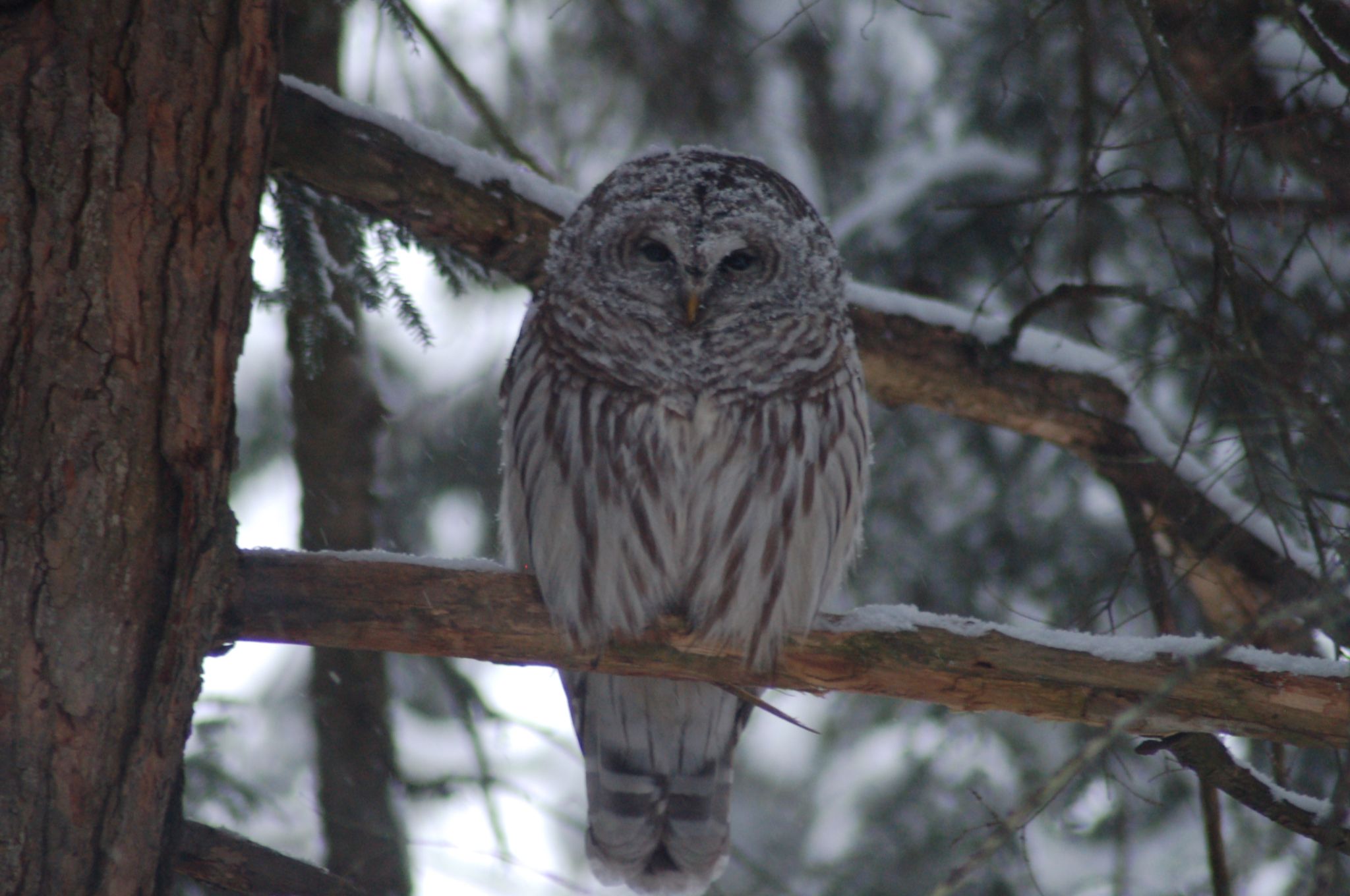 Community photo by Shiva Ho | Stowe Vermont