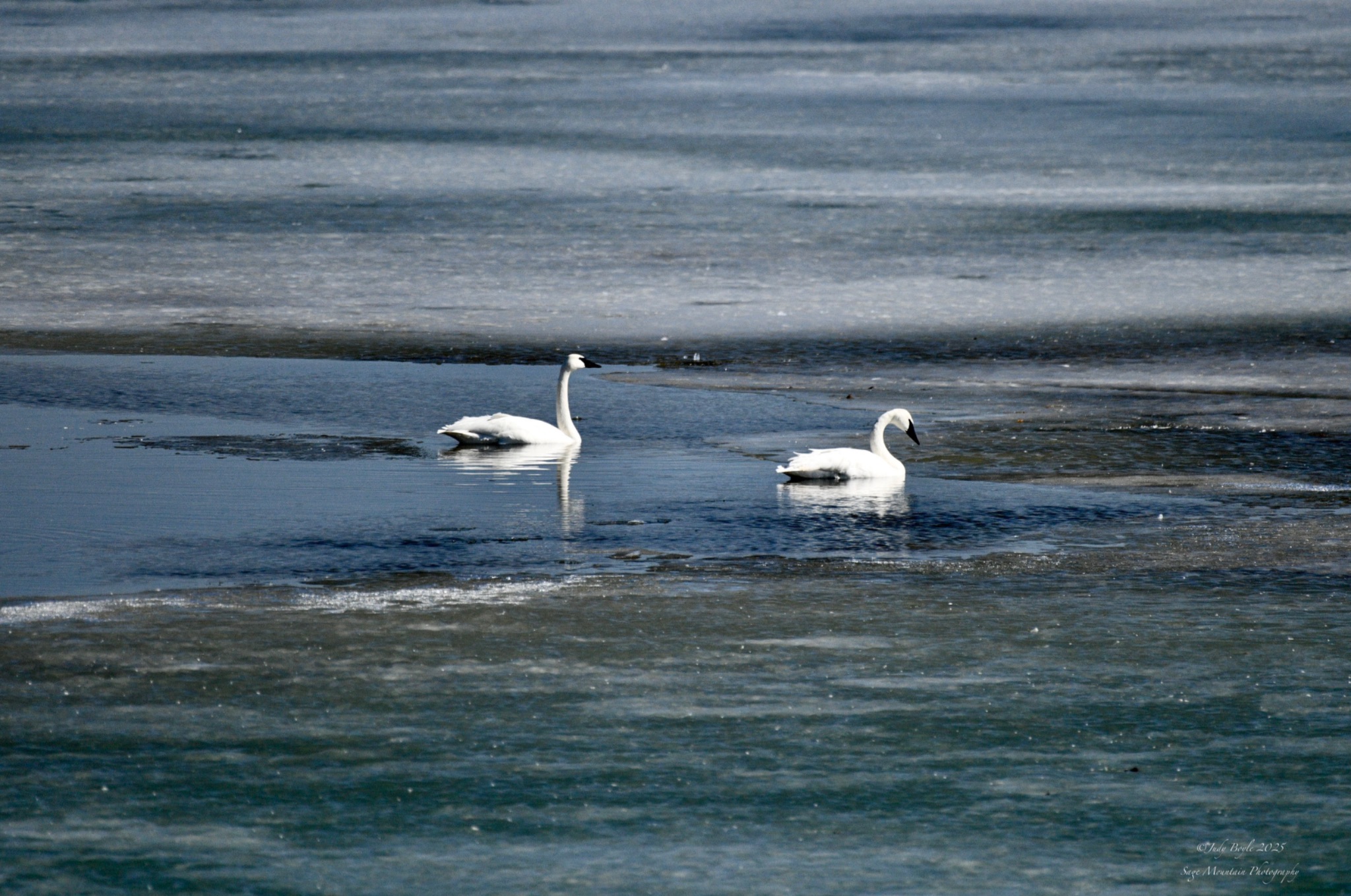 Community photo by Judy Boyle | Helena, Montana USA
