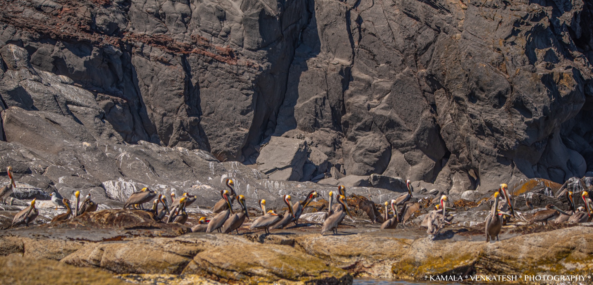 Community photo by Kamala Venkatesh | Isla Coronado, Loreto, BCS, Mexico