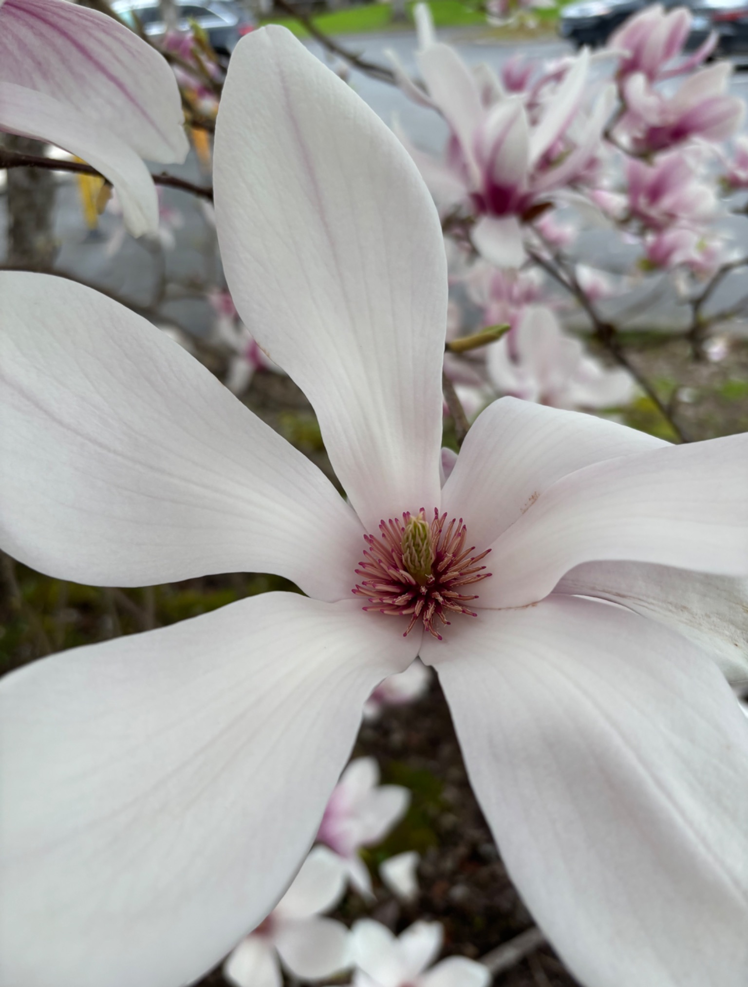 Community photo by Kalyanii Kennedy | Corvallis, Oregon